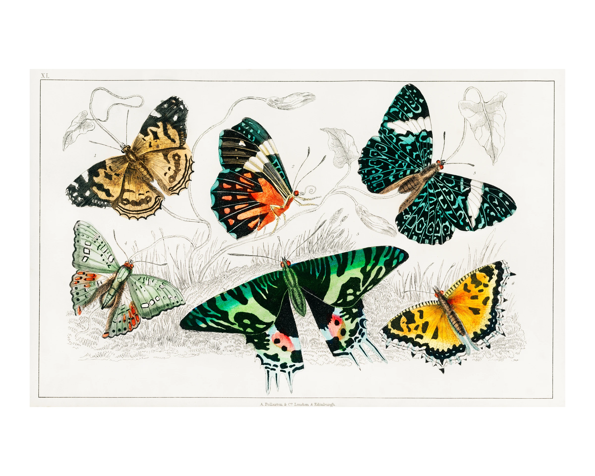 animals (319)