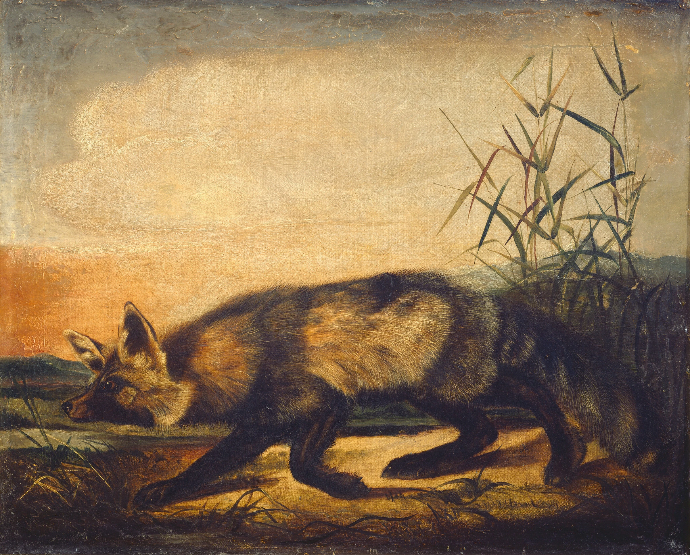 Long Tailed Red Fox 1951.9.9