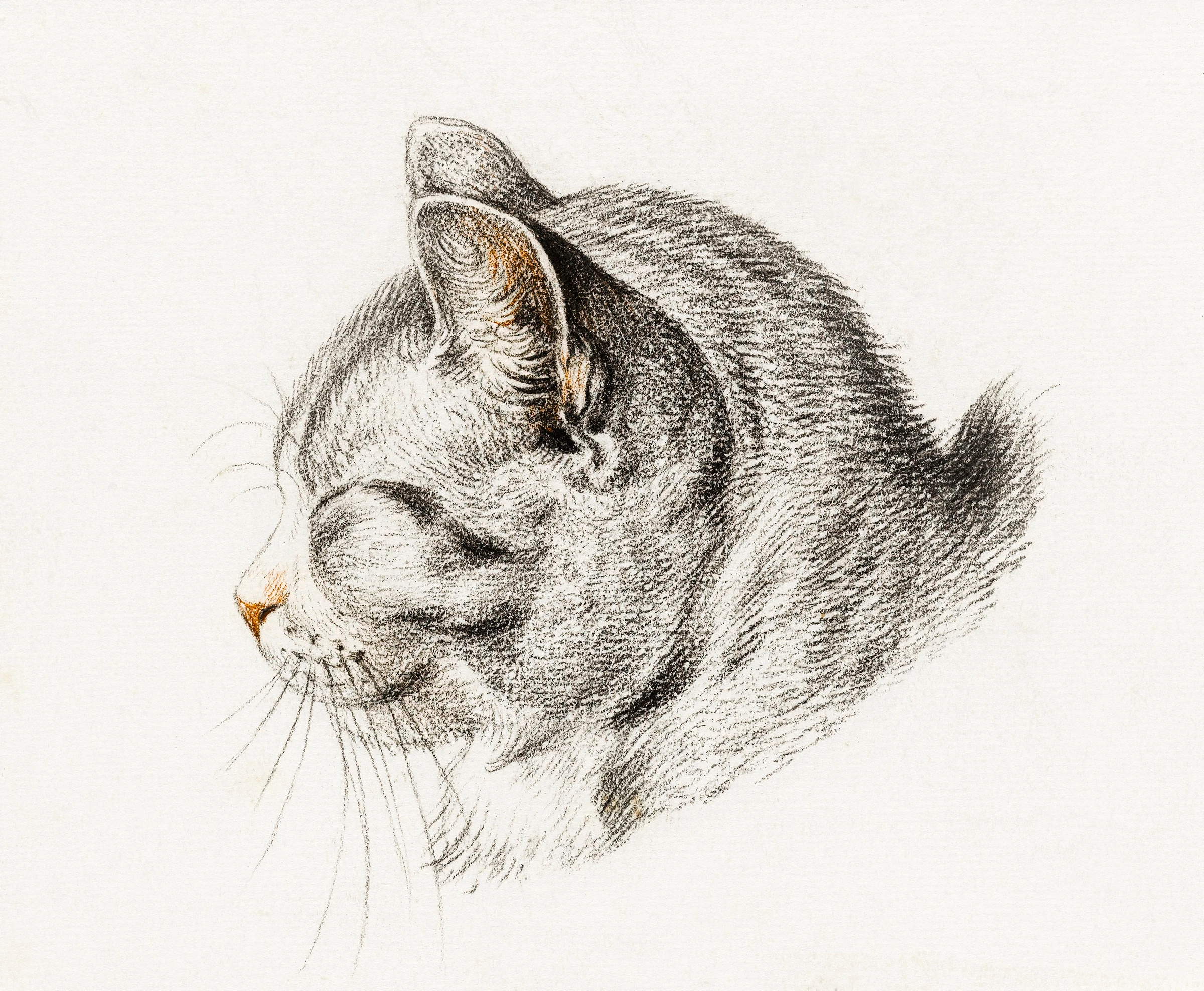 animals (243)