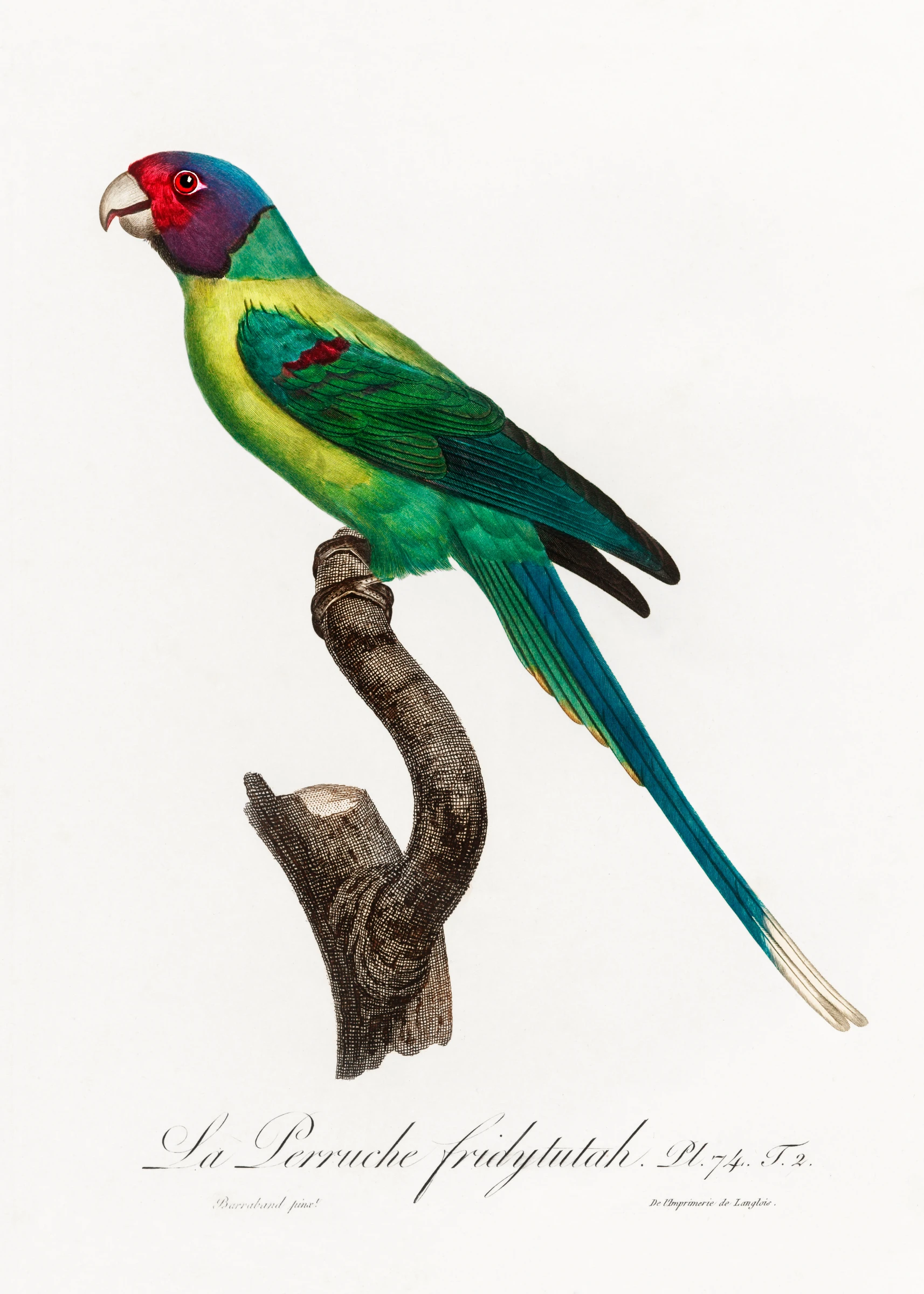 animals (292)