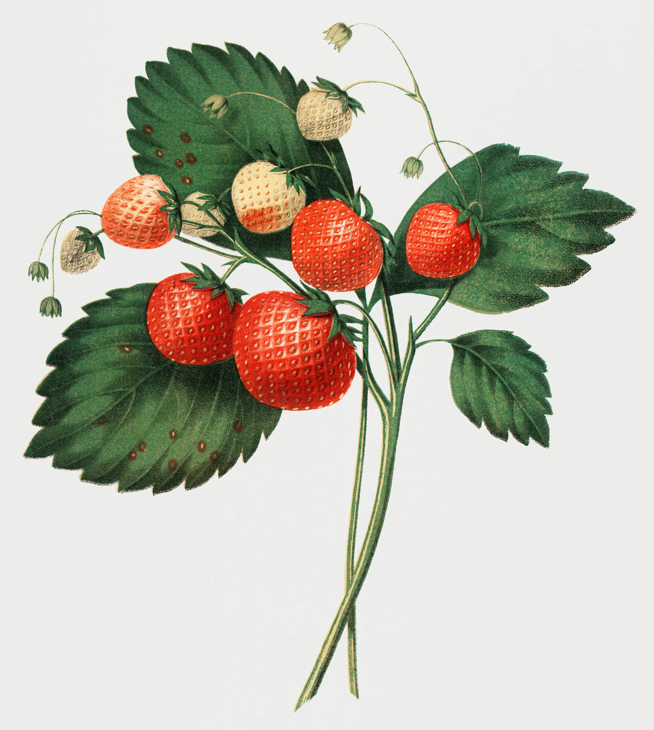 fruitss (230)