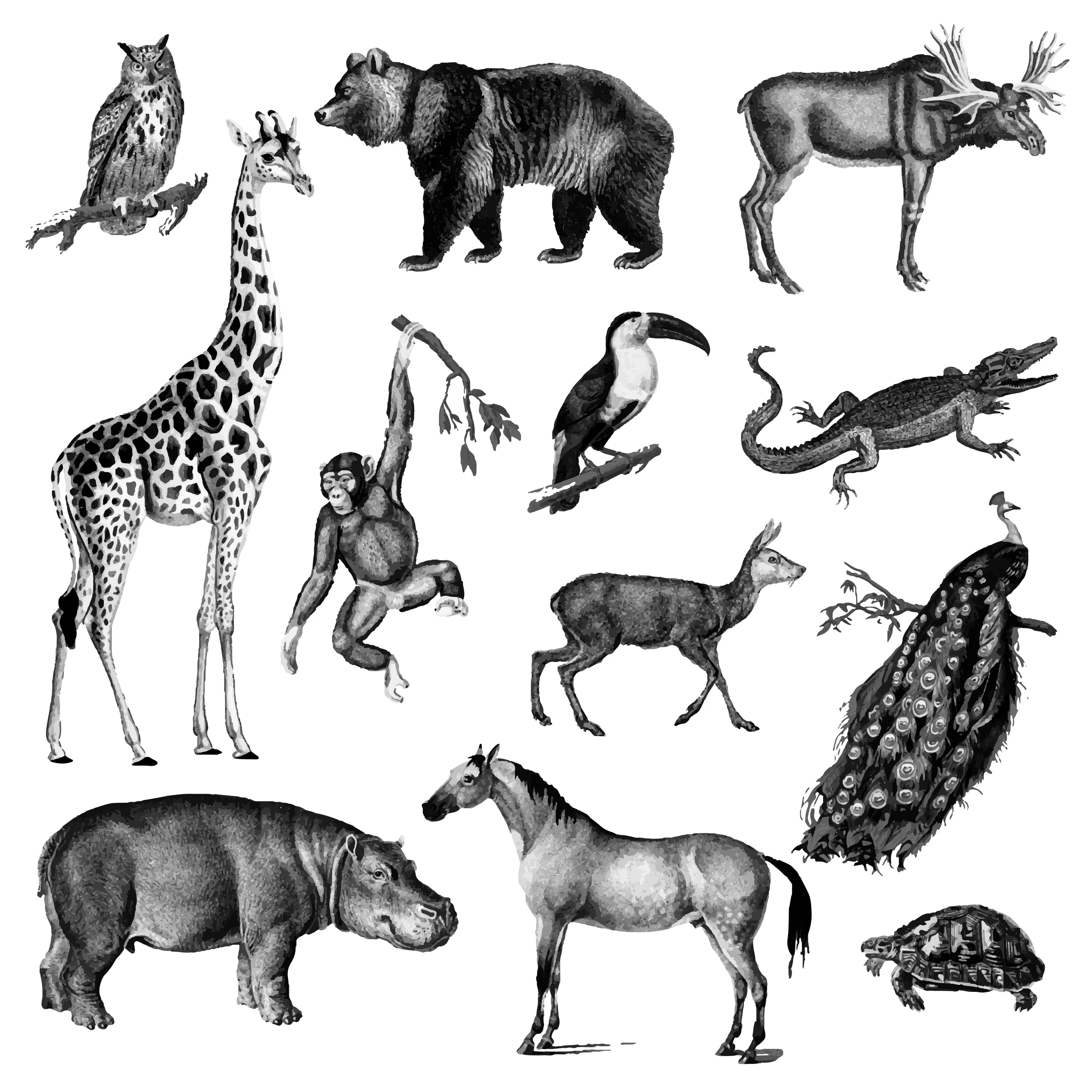 animals (273)
