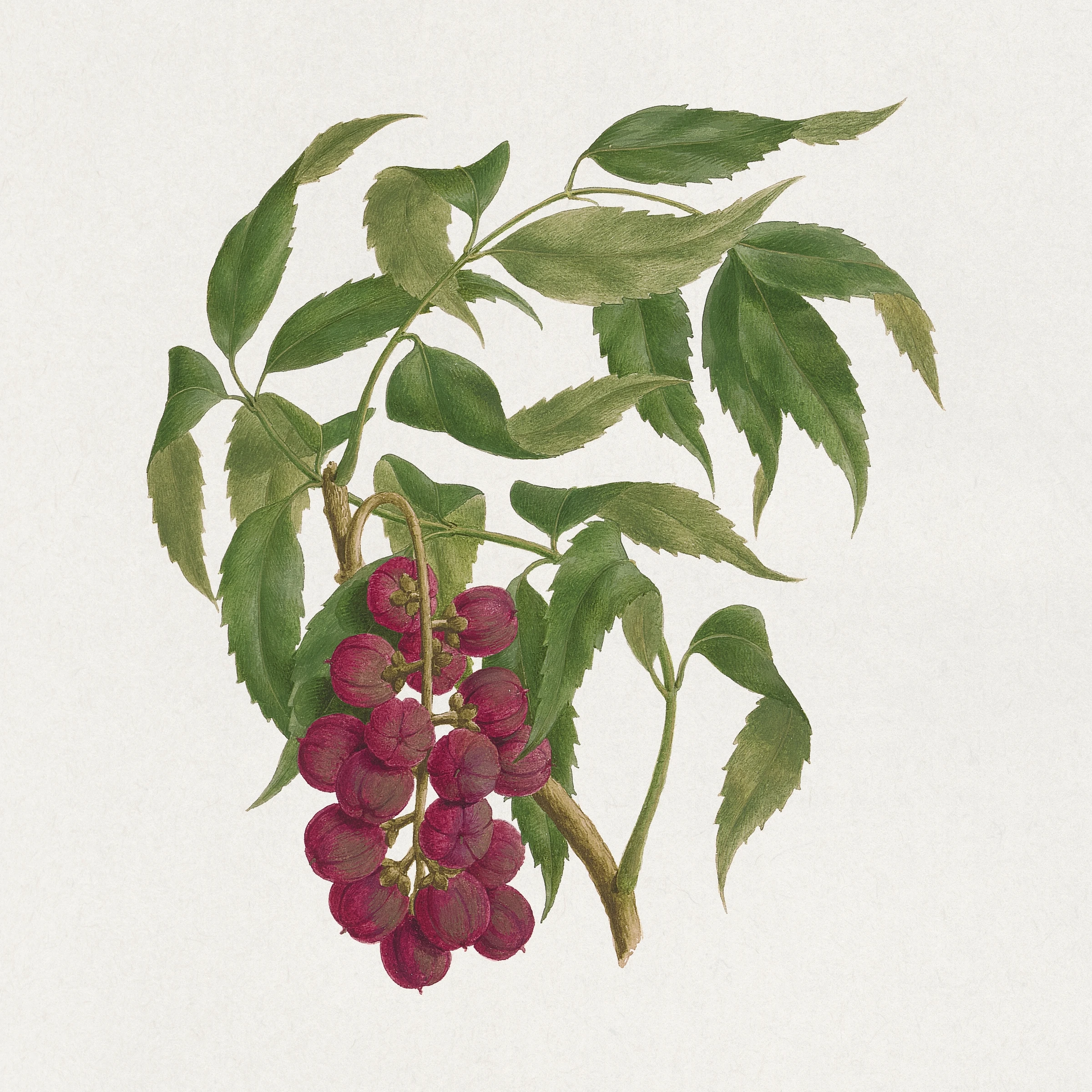 fruitss (164)