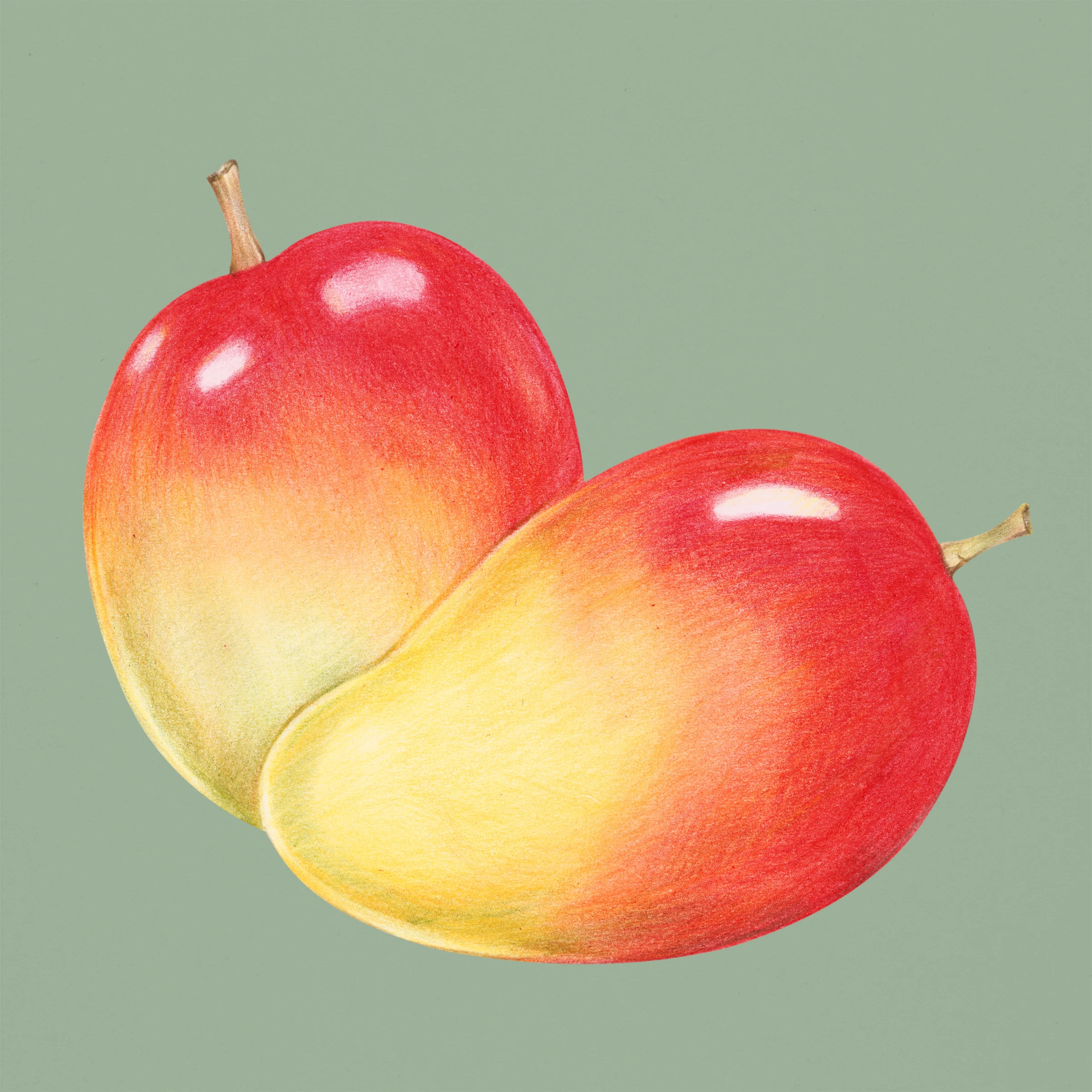 fruits486