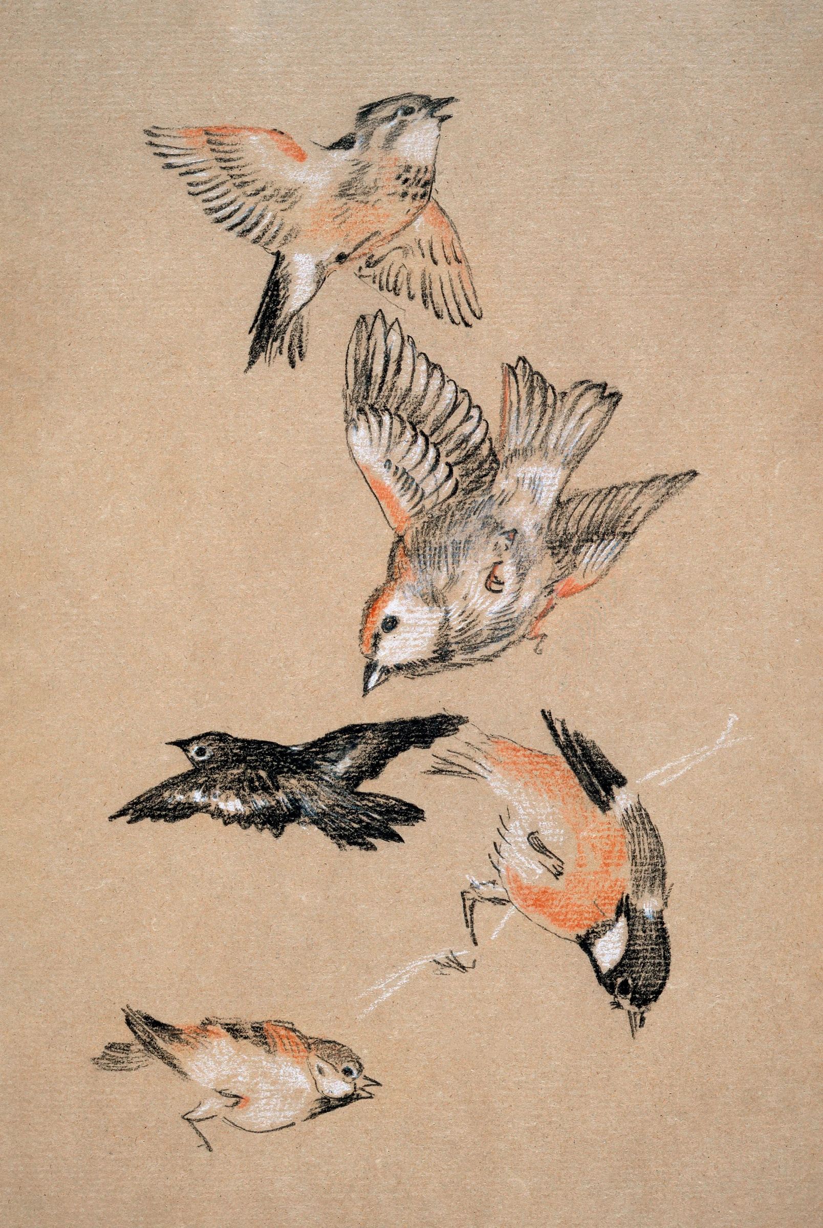 animals (42)