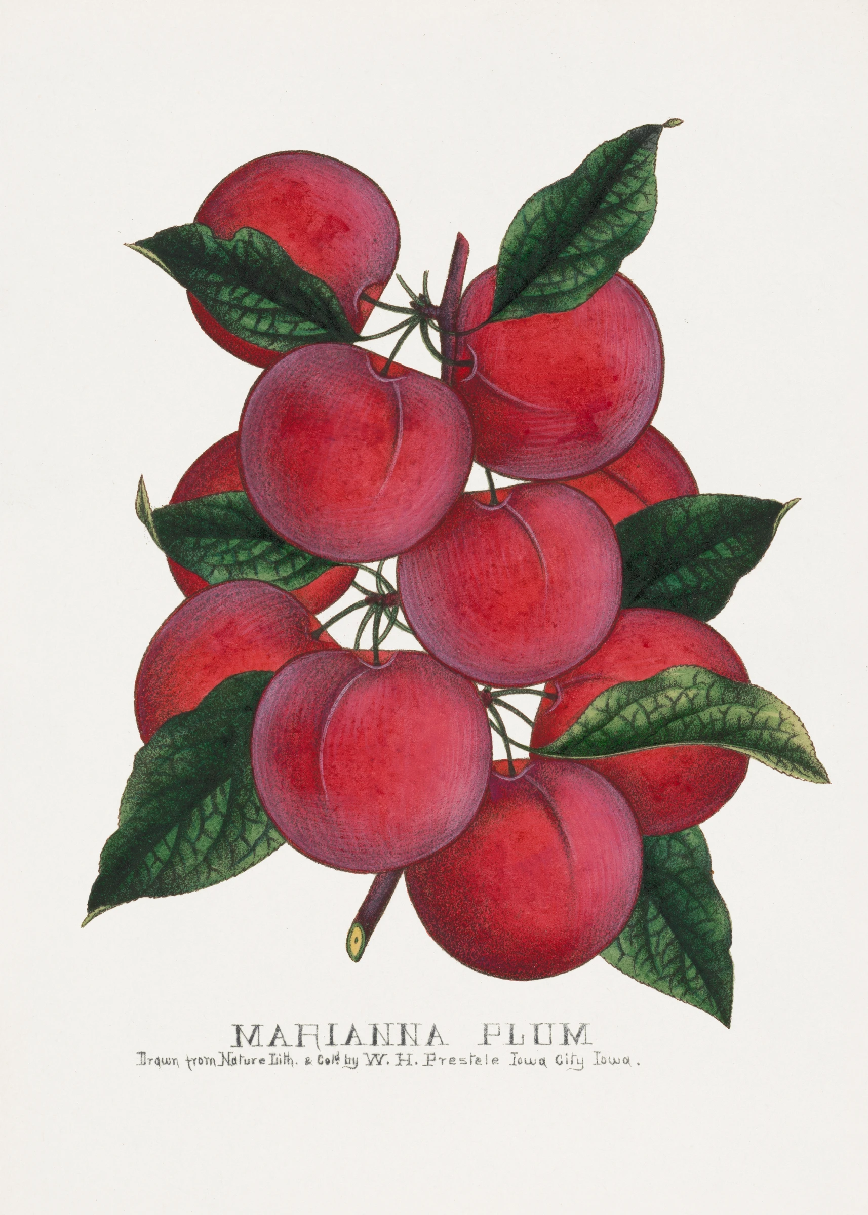 fruitss (166)