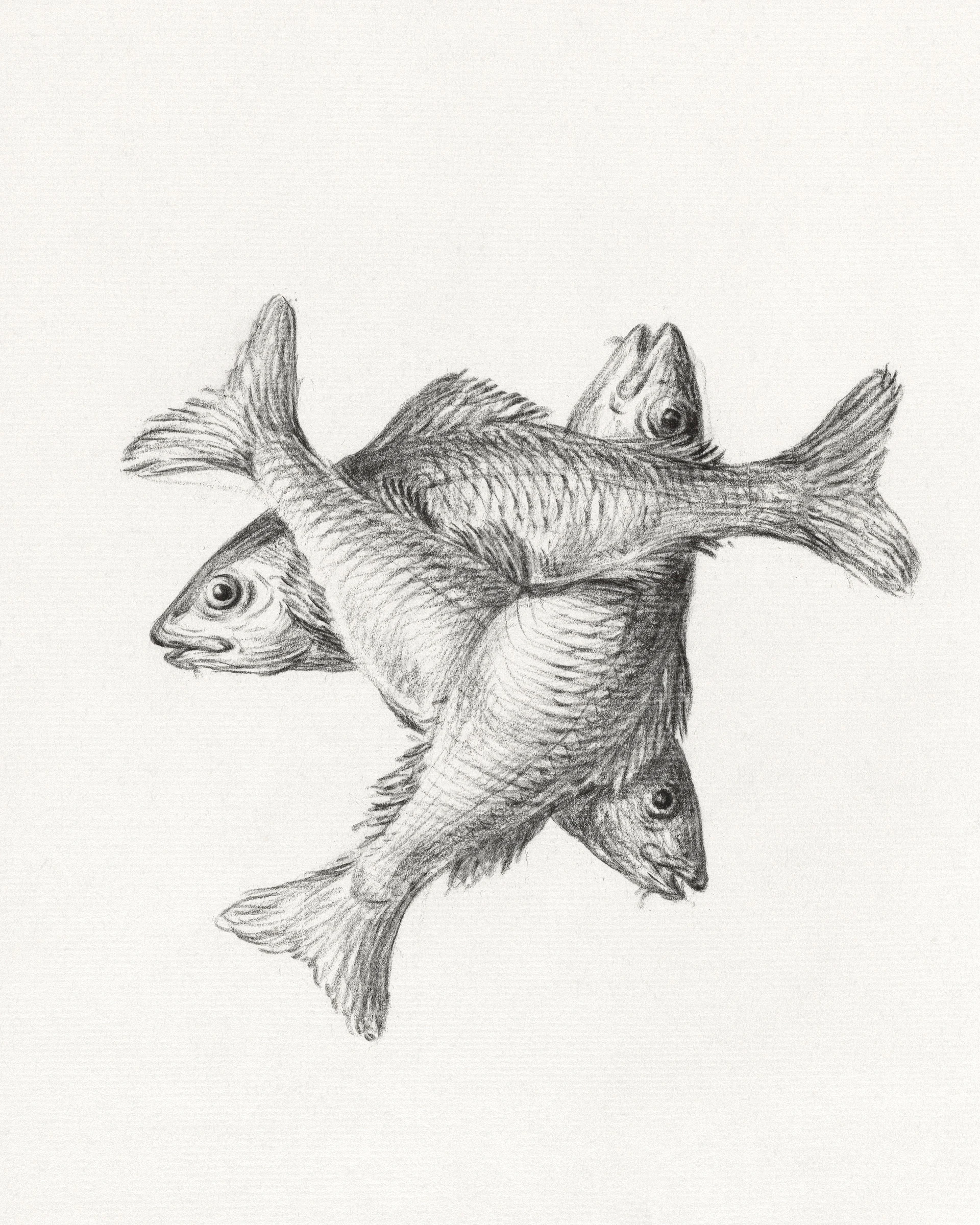 animals (37)