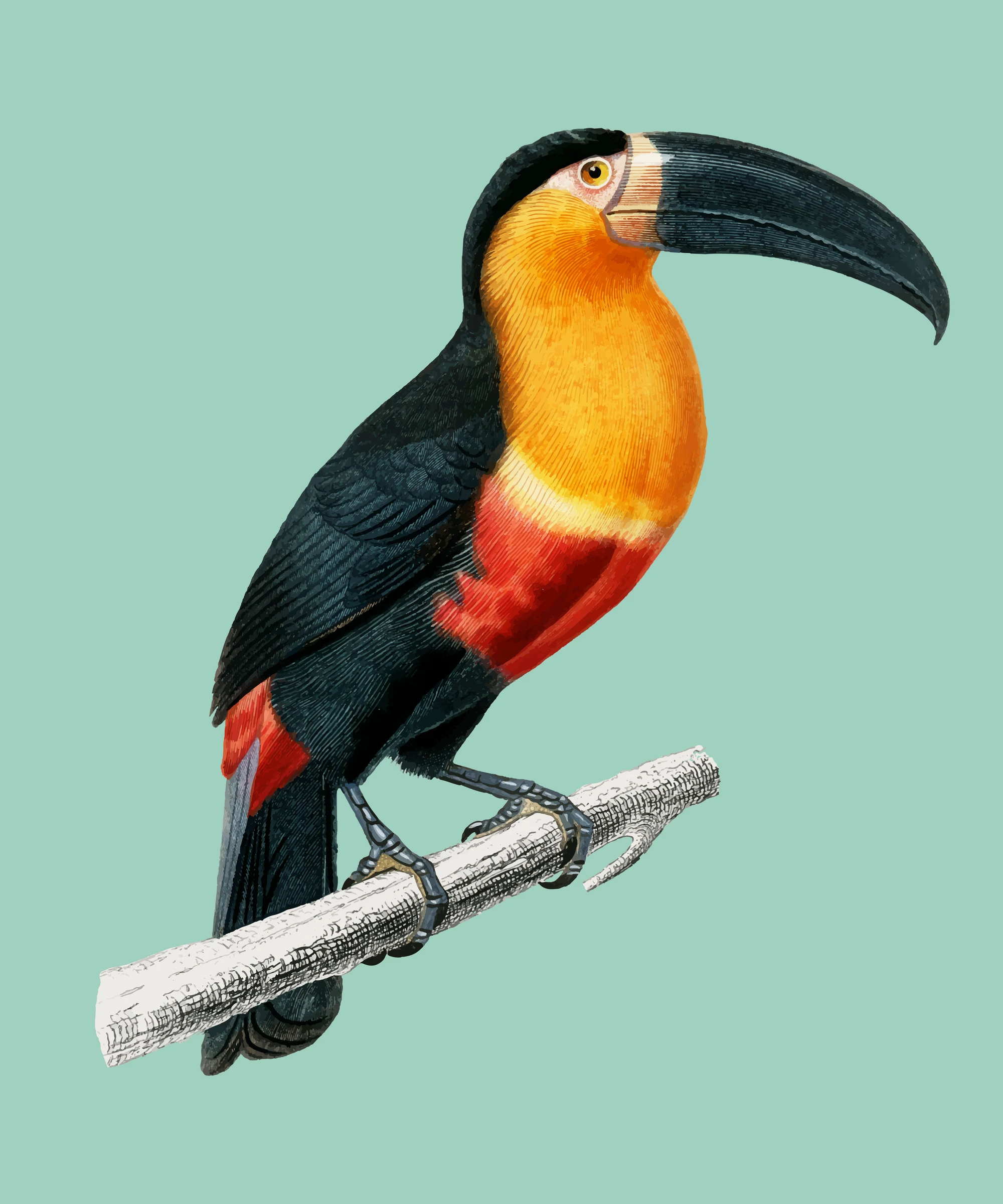 animals (238)