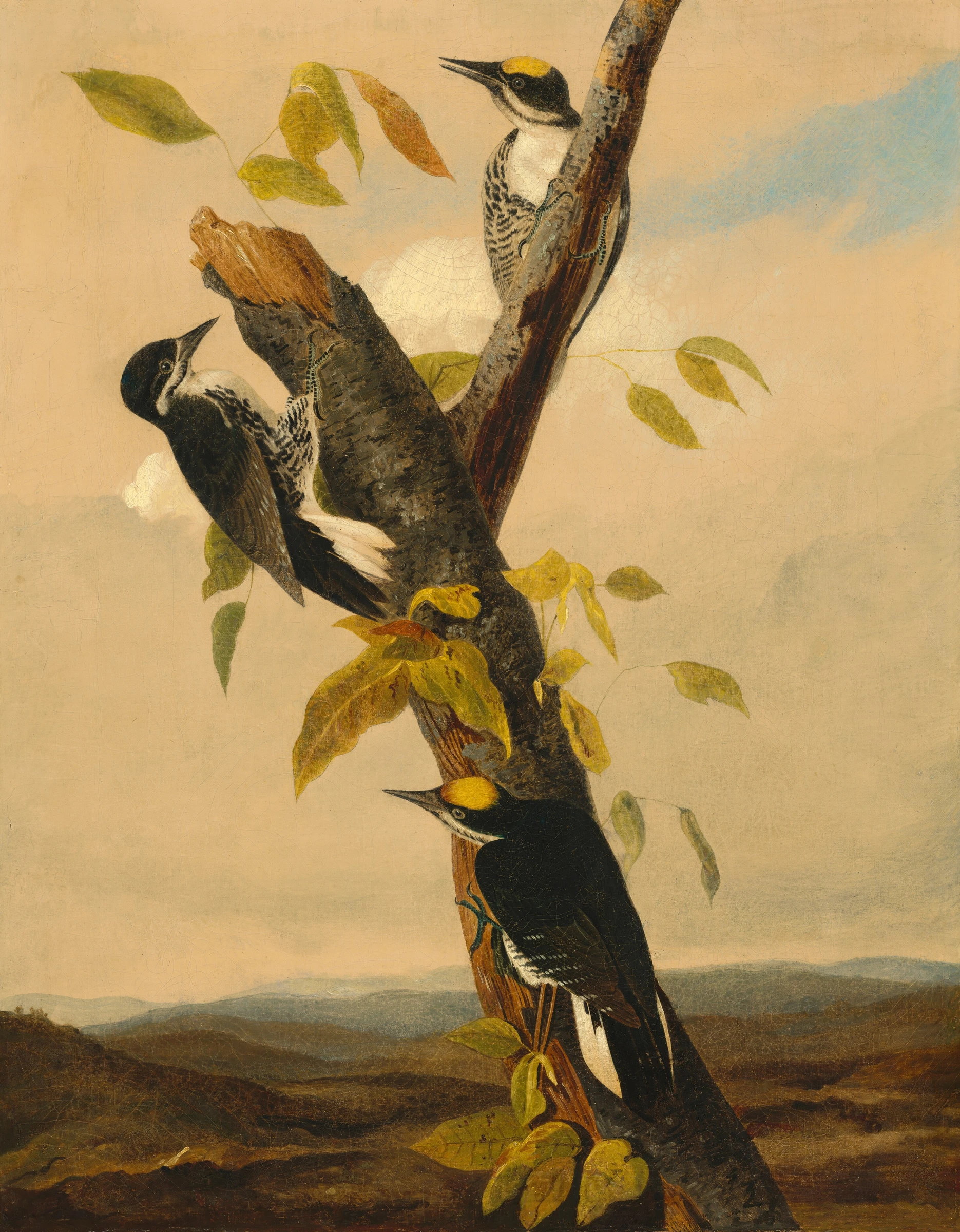 Black Backed Three Toed Woodpecker 1951.9.6