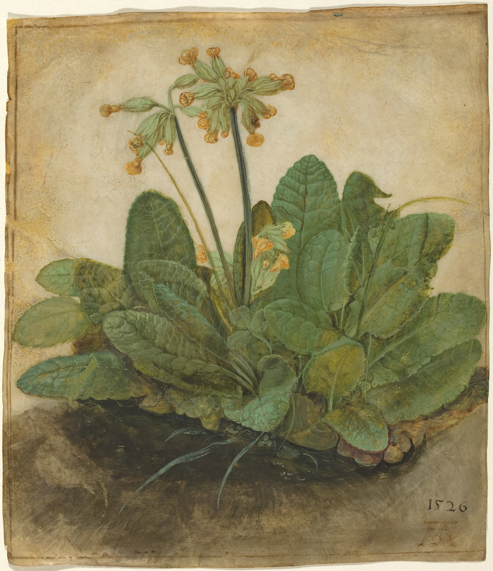 tuft of cowslips 1991.217.1