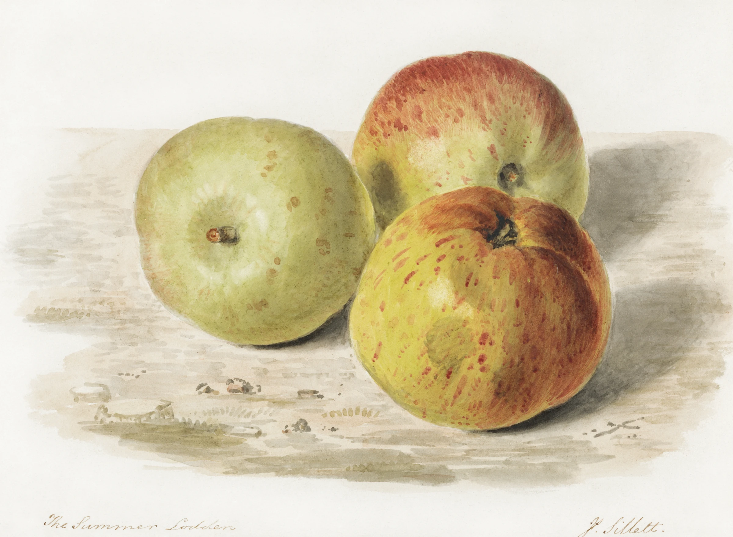 fruitss (162)