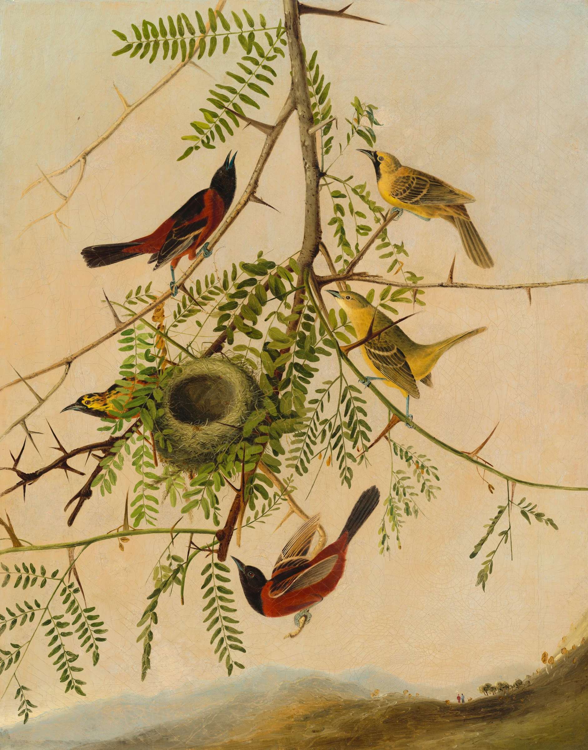 Orchard Oriole 1951.9.7