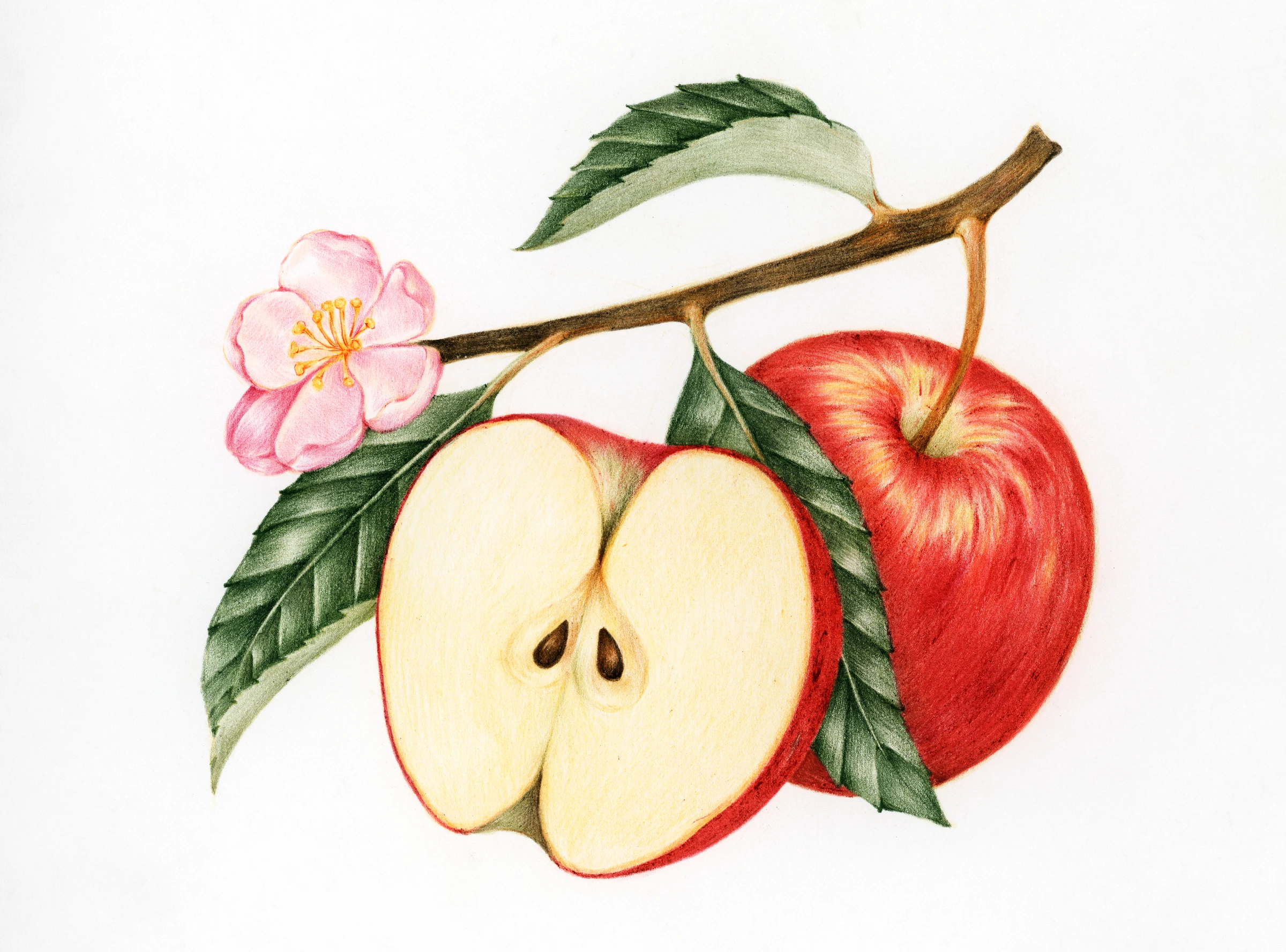fruits497