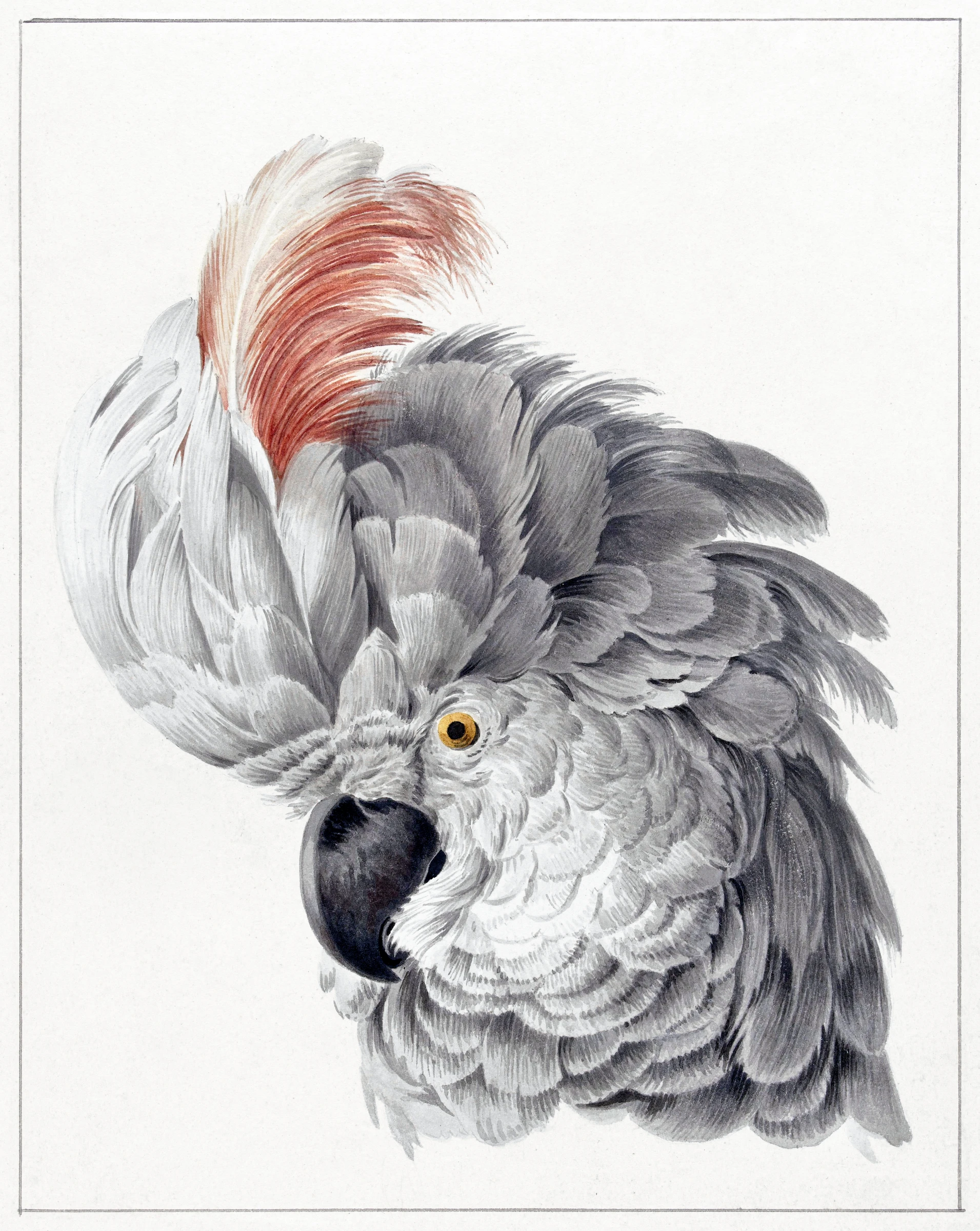 animals (39)
