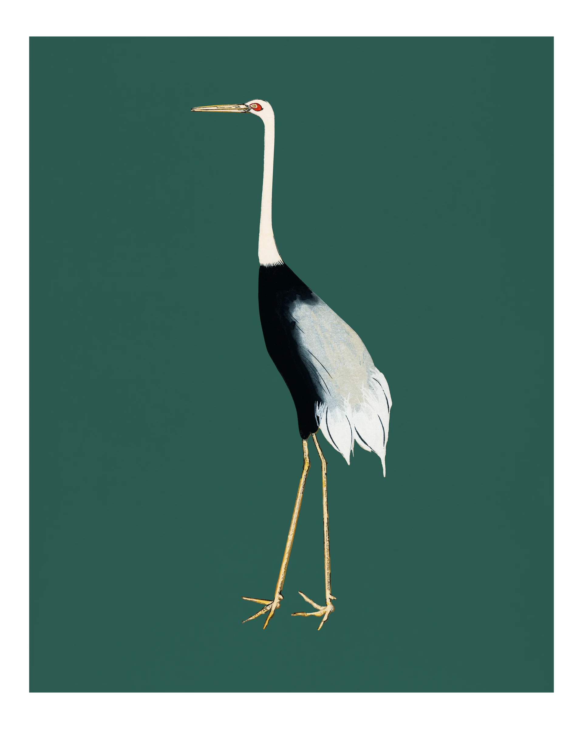 animals (241)