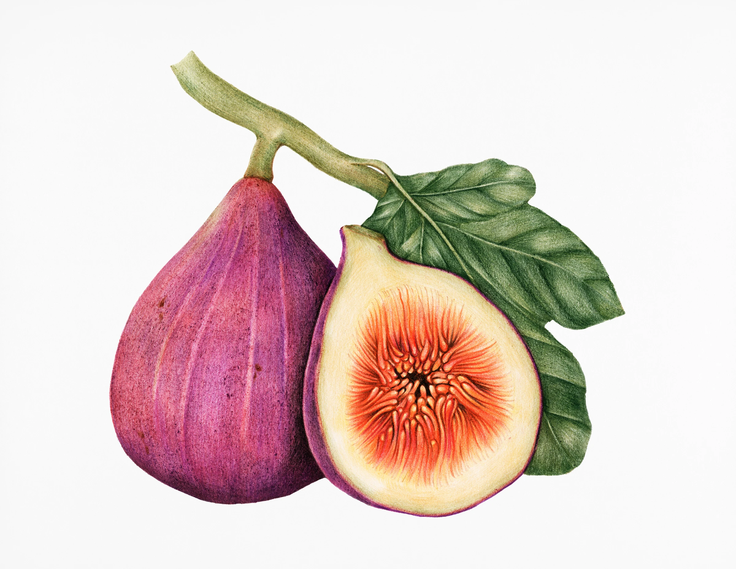fruitss (223)