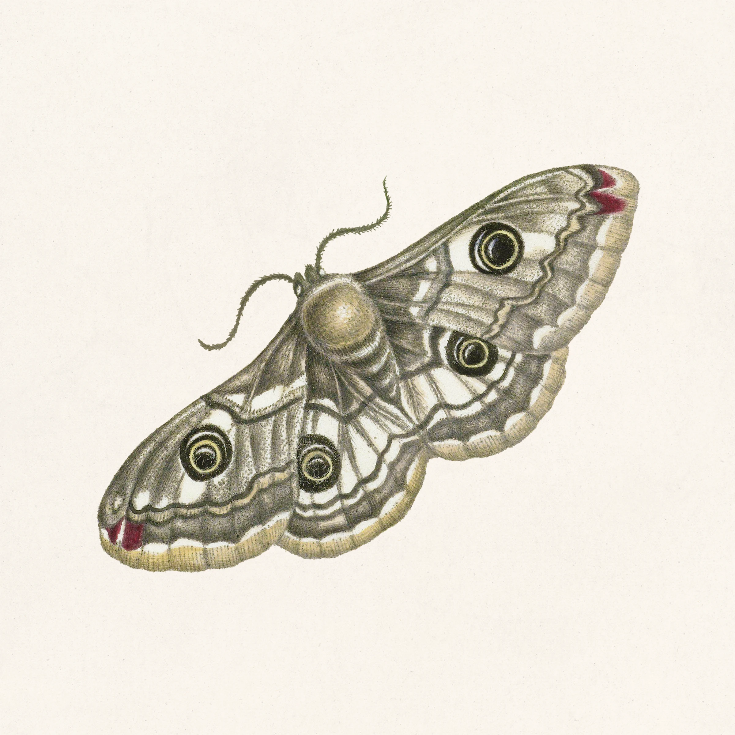 animals (314)