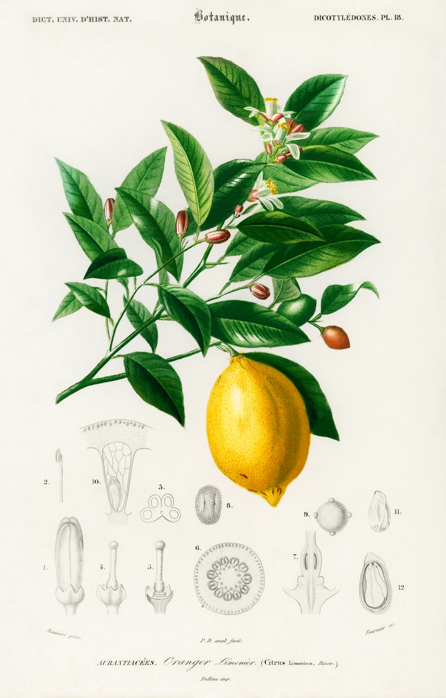 fruitss (218)