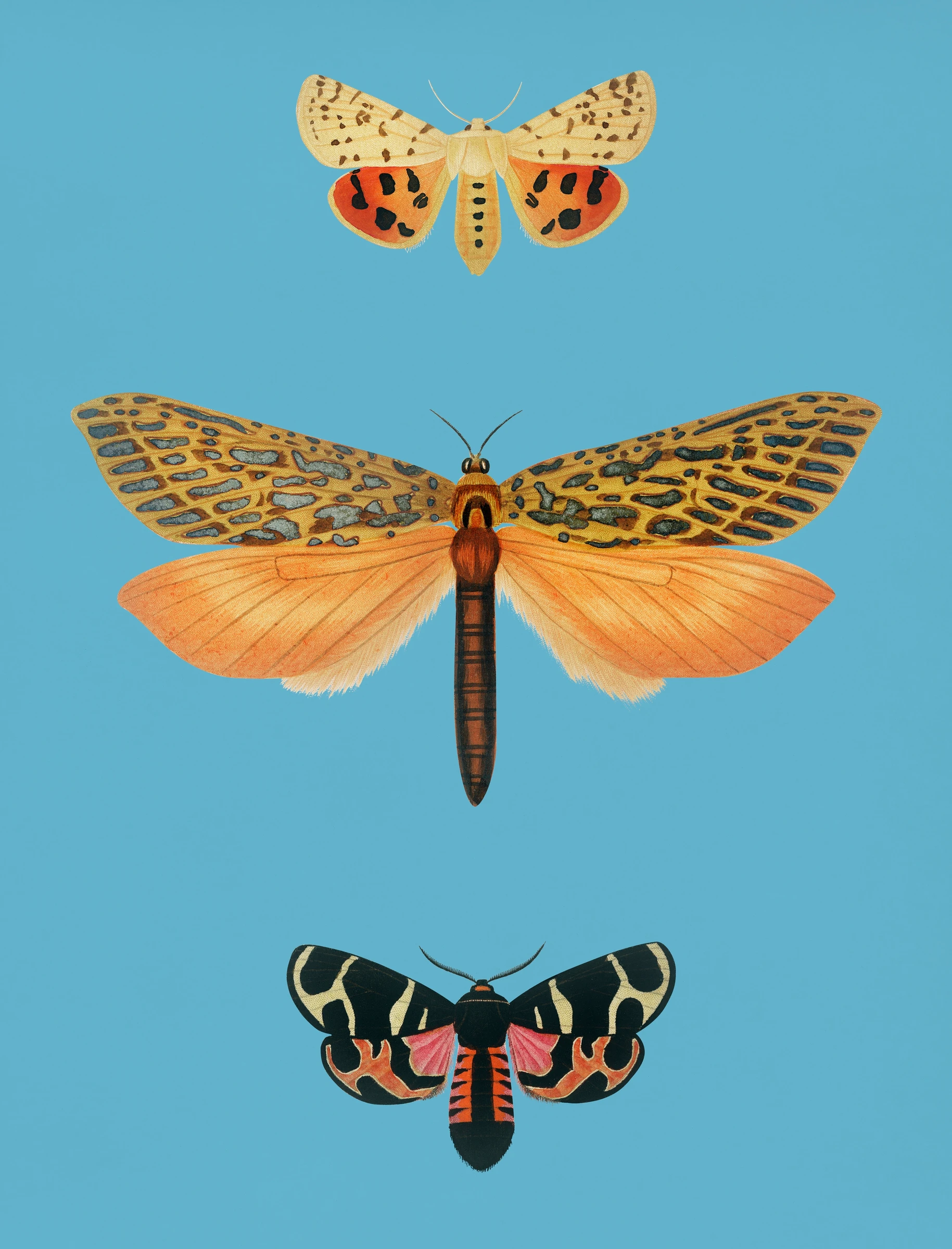 aanimals53
