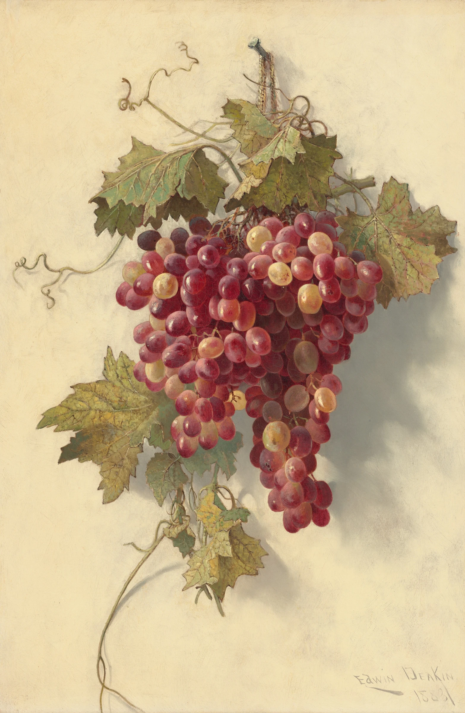 Grapes Against White Wall 2004.165.4