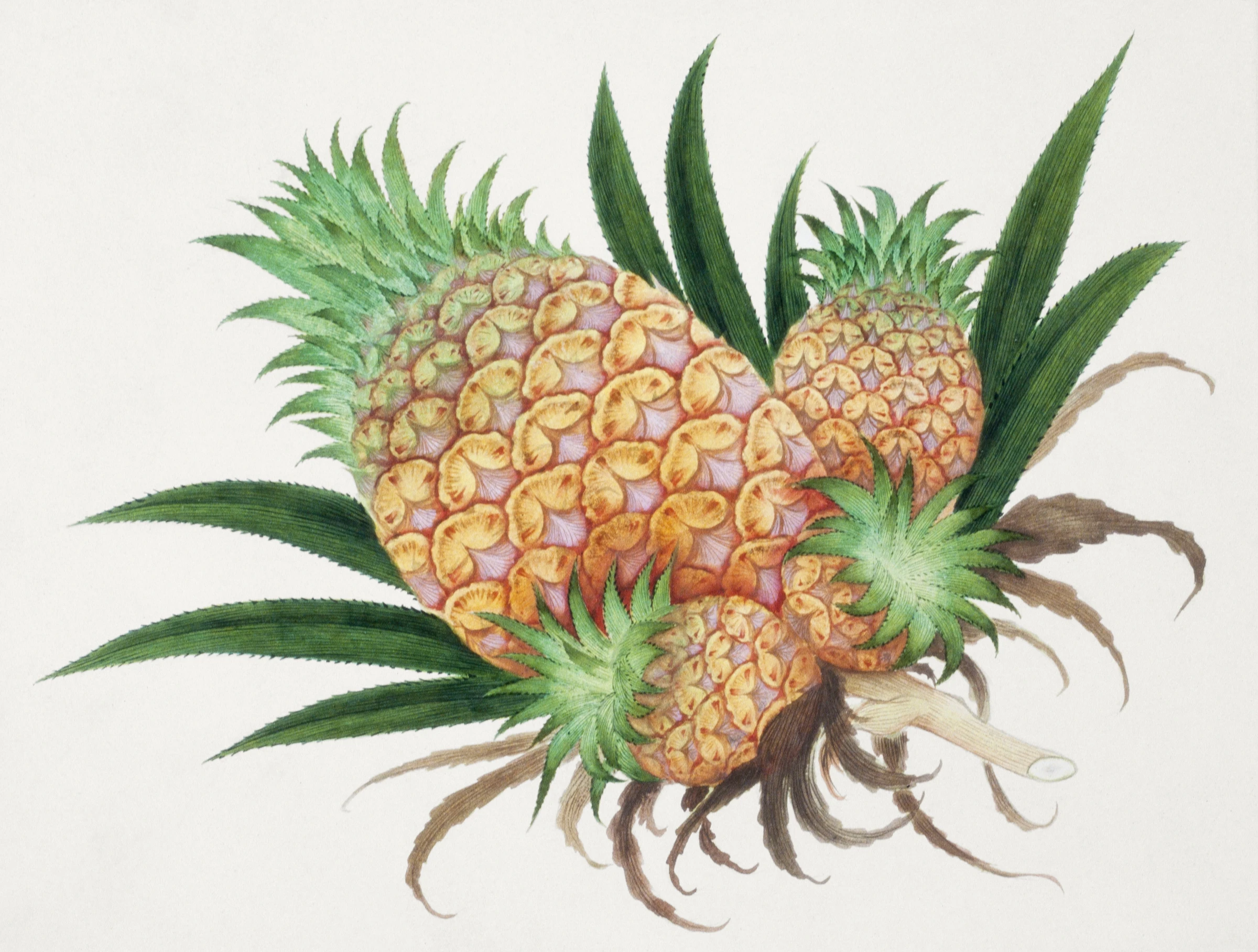 fruitss (167)