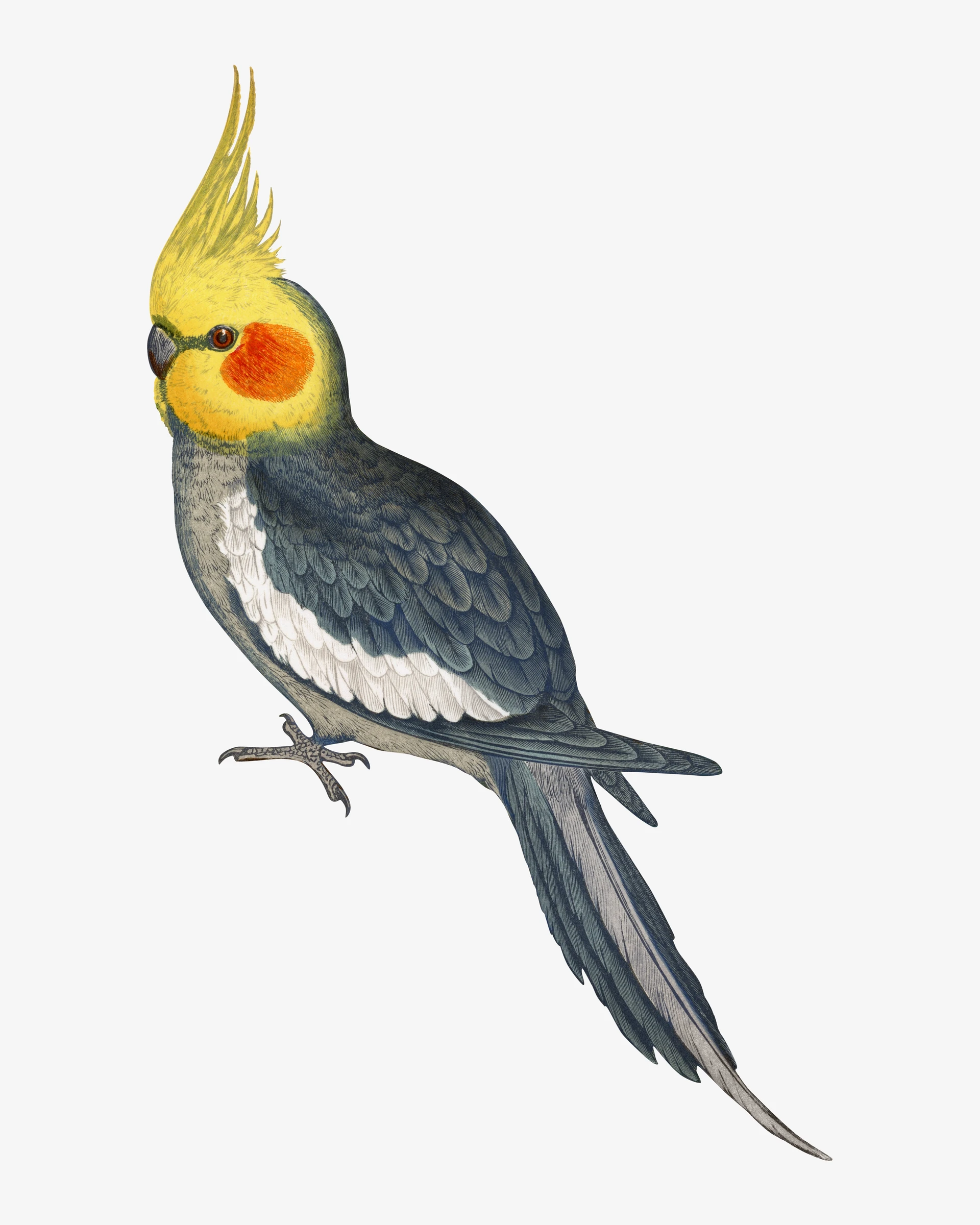 animals (131)