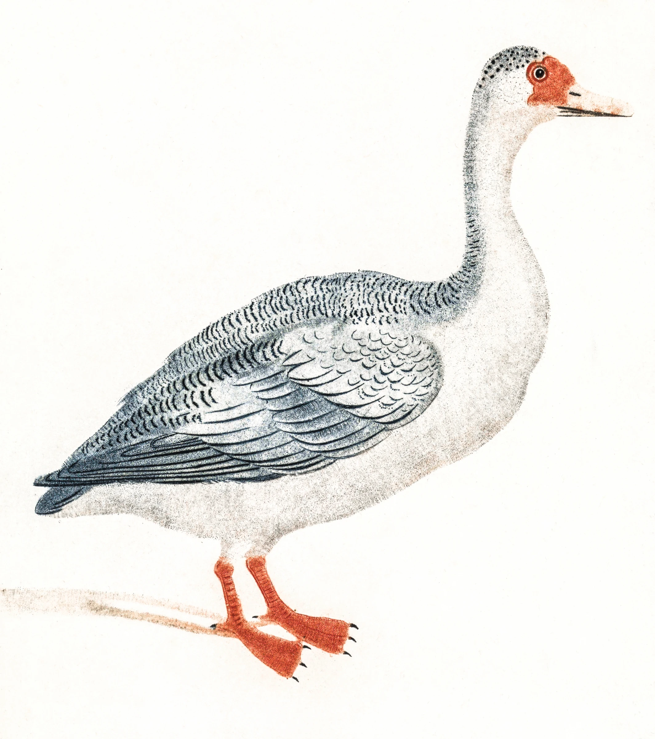 animals (270)