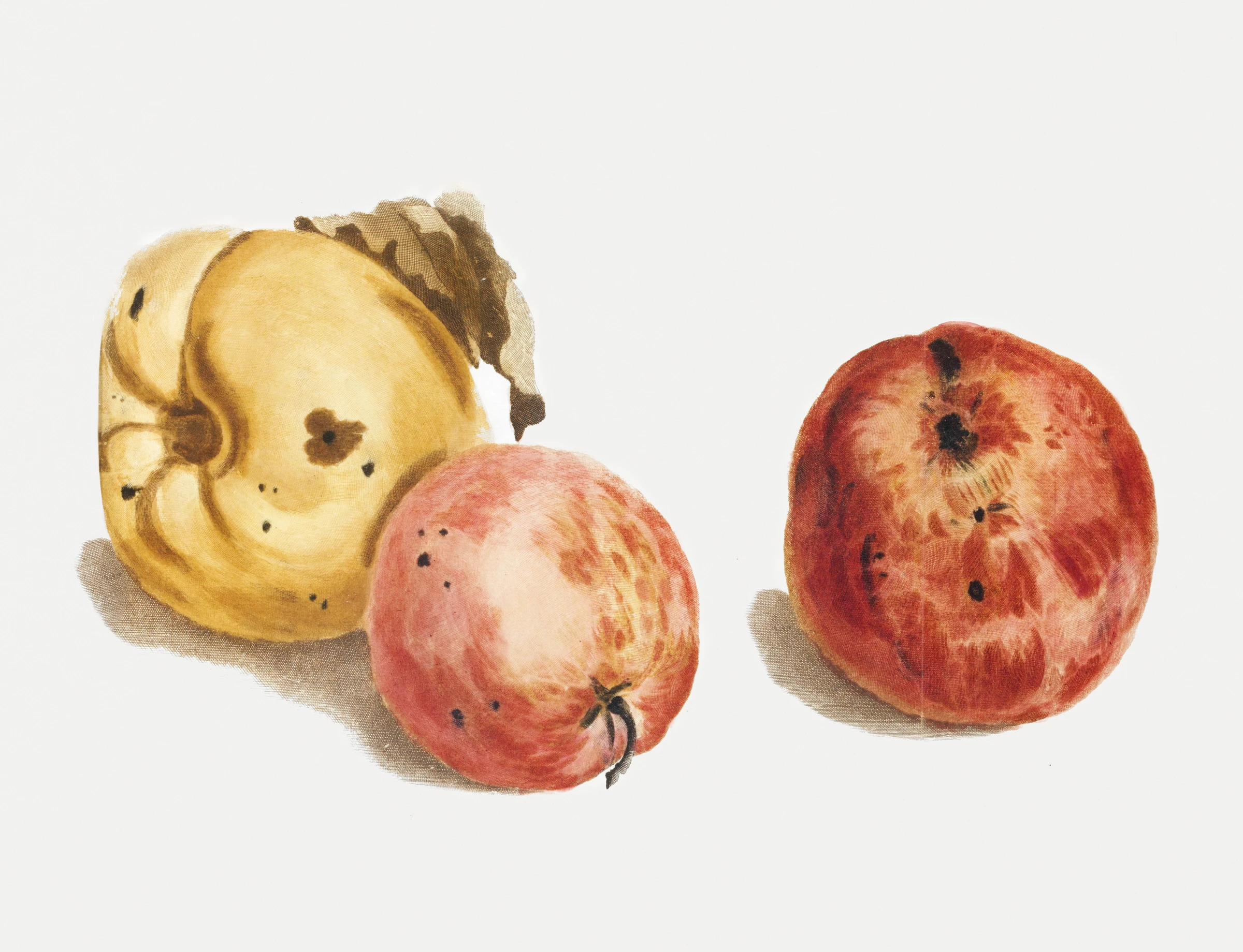 fruits461