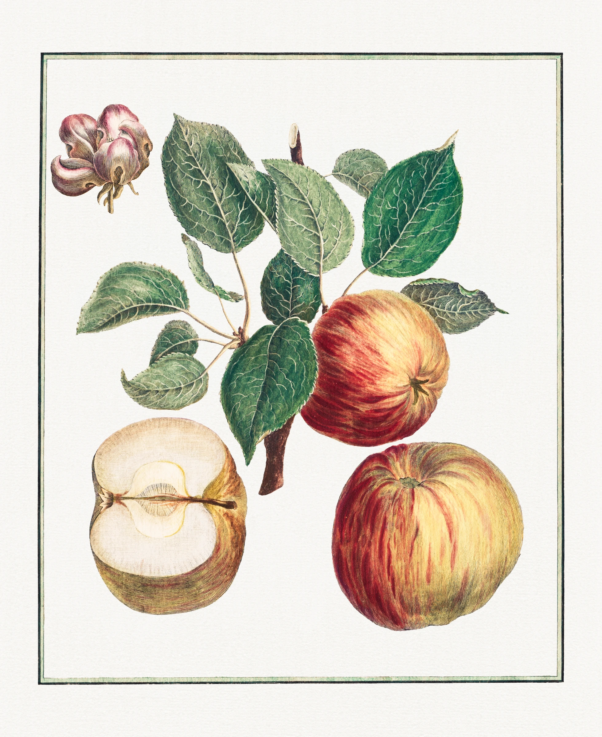 fruitss (15)