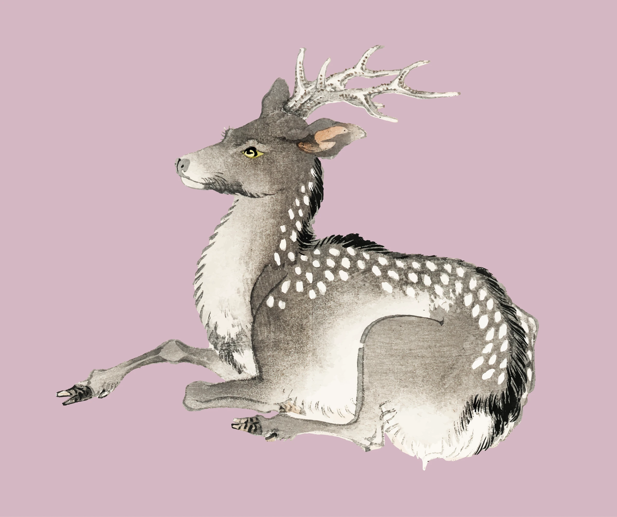 animals (232)