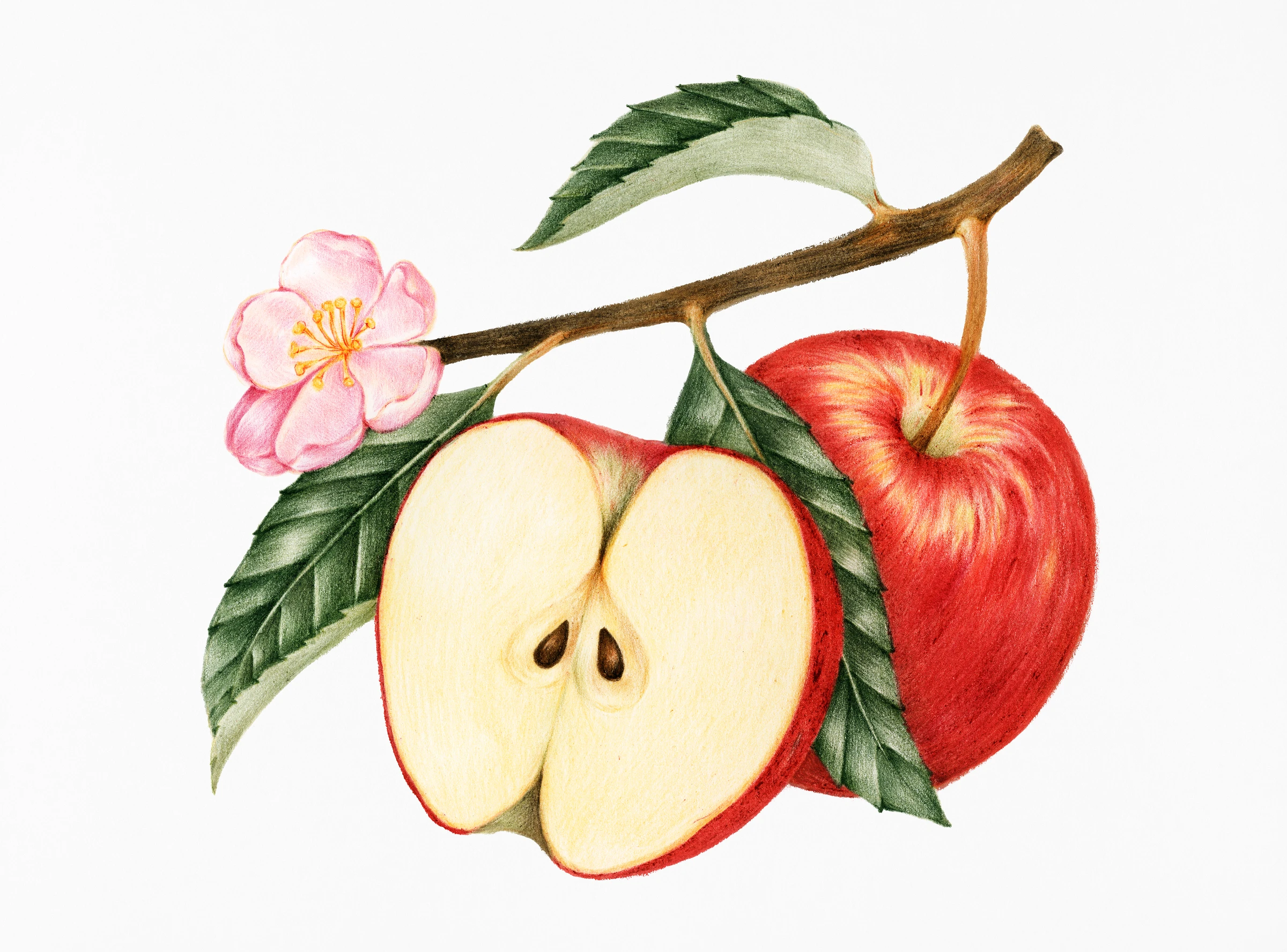 fruitss (222)
