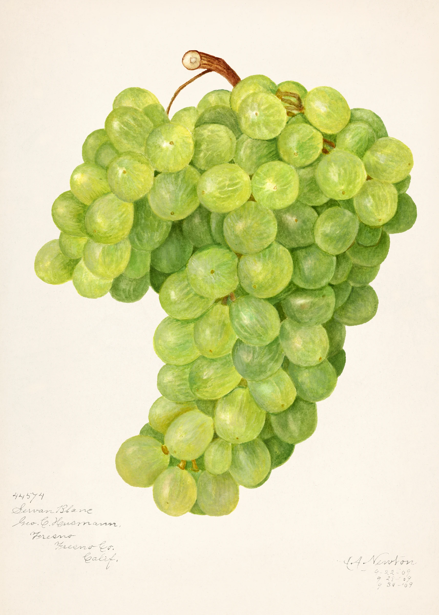 fruits470