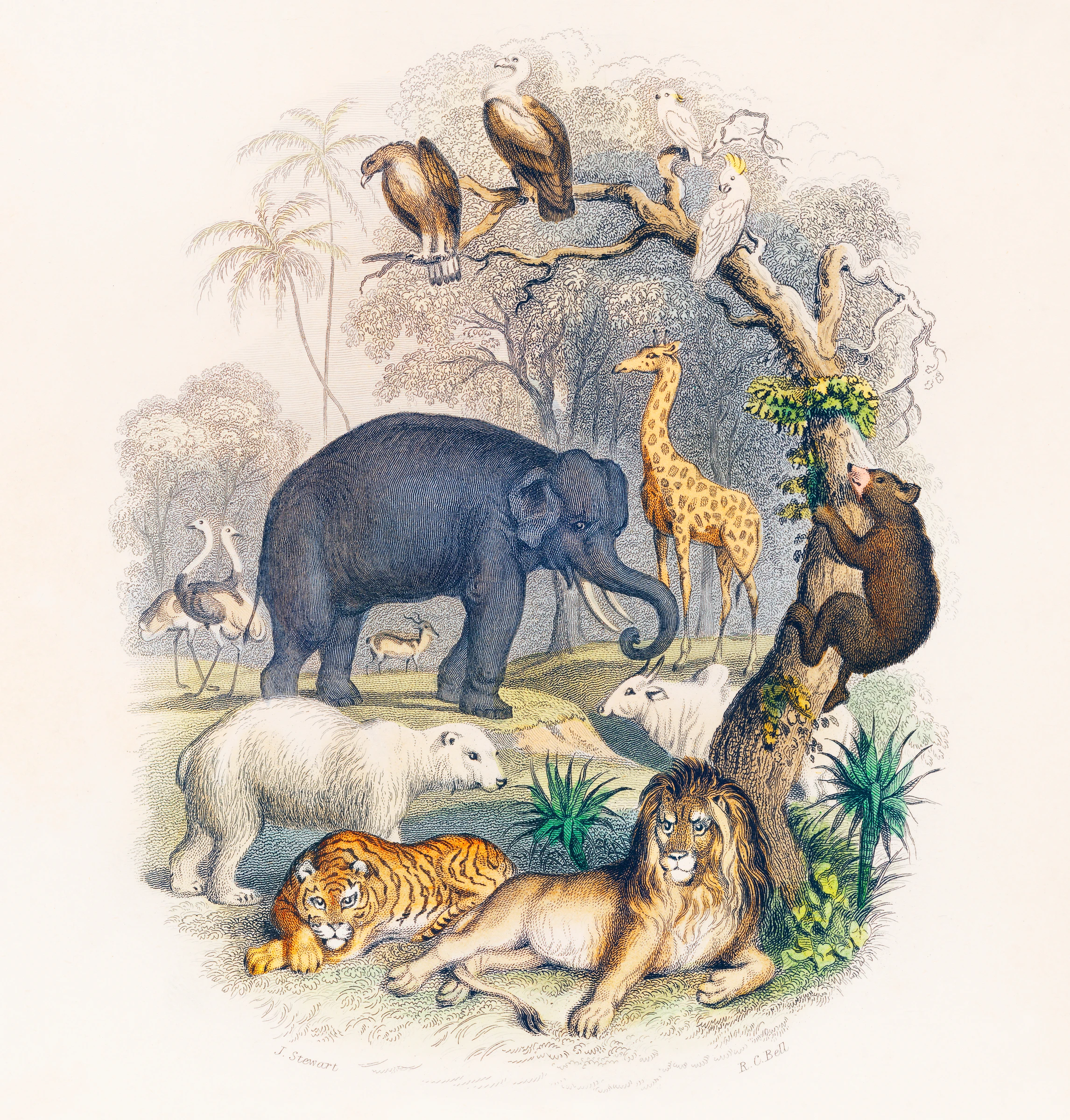 animals (188)