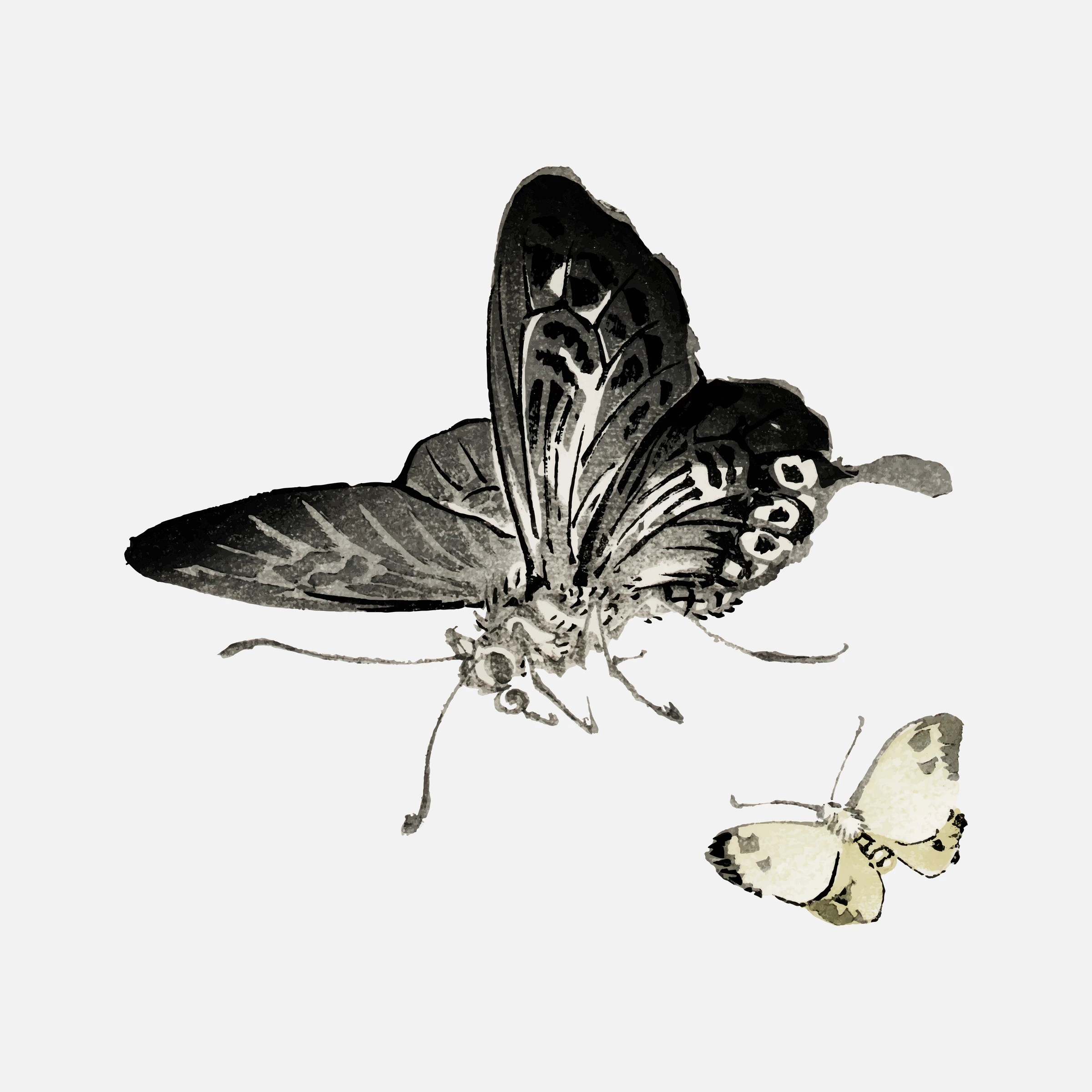 animals (229)
