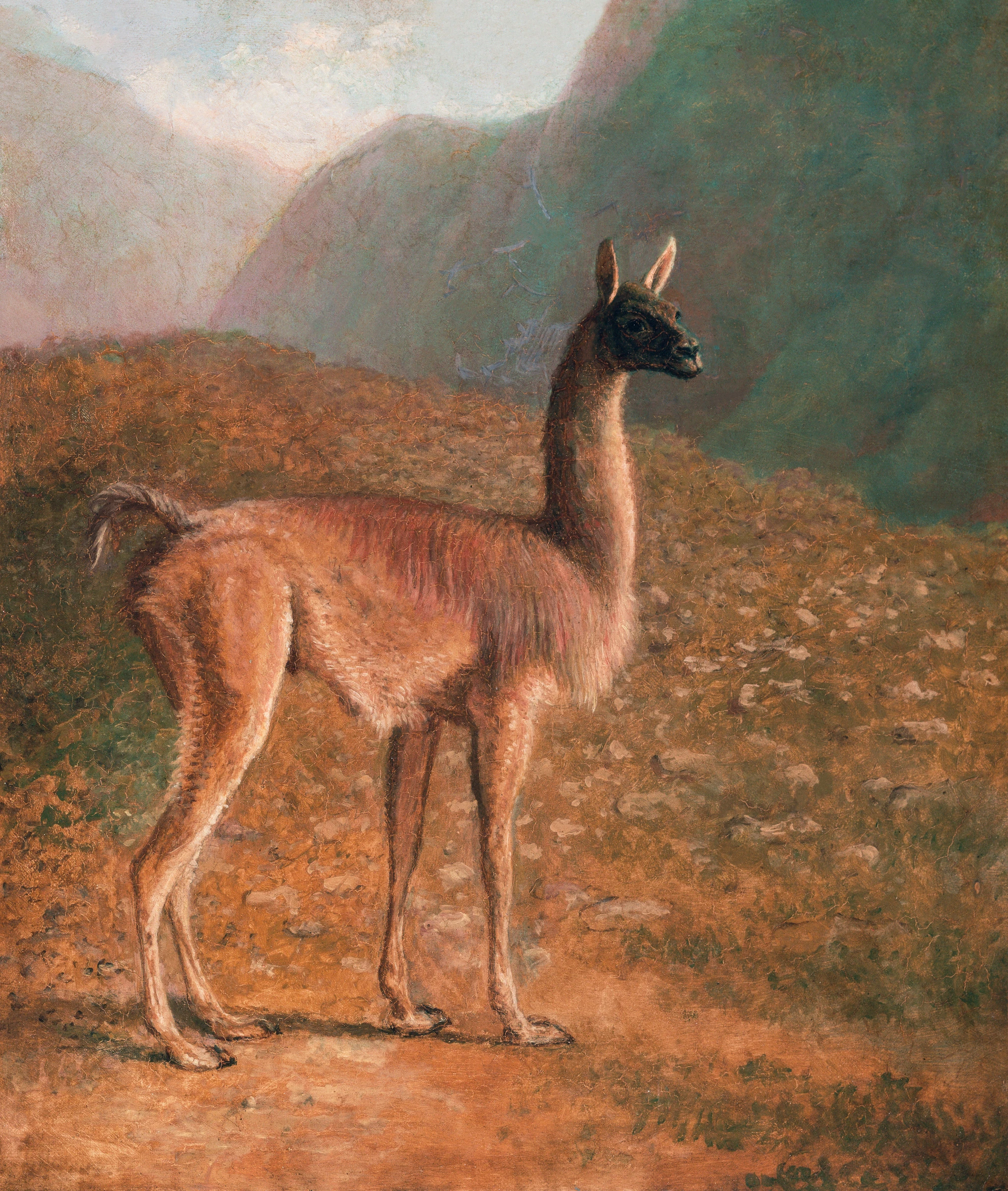 animals (25)