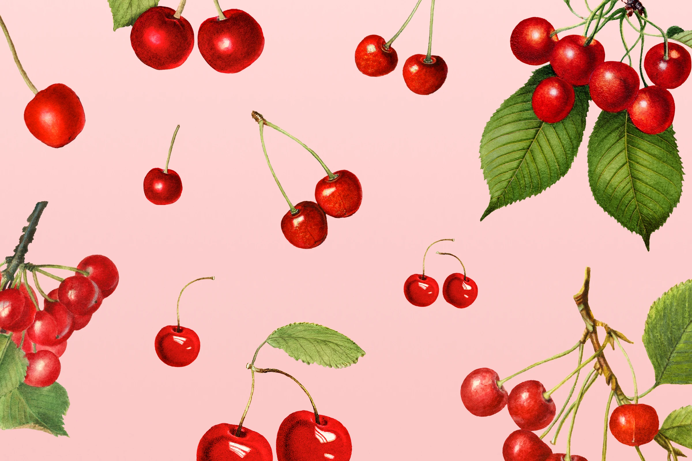 fruits505