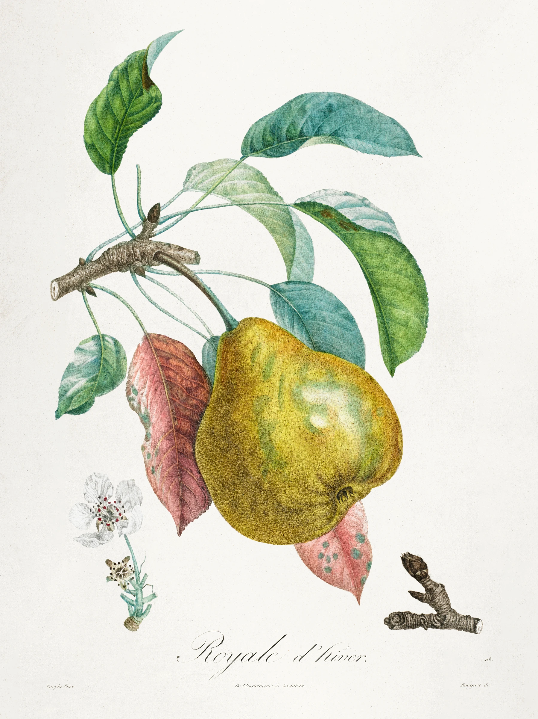 fruitss (16)