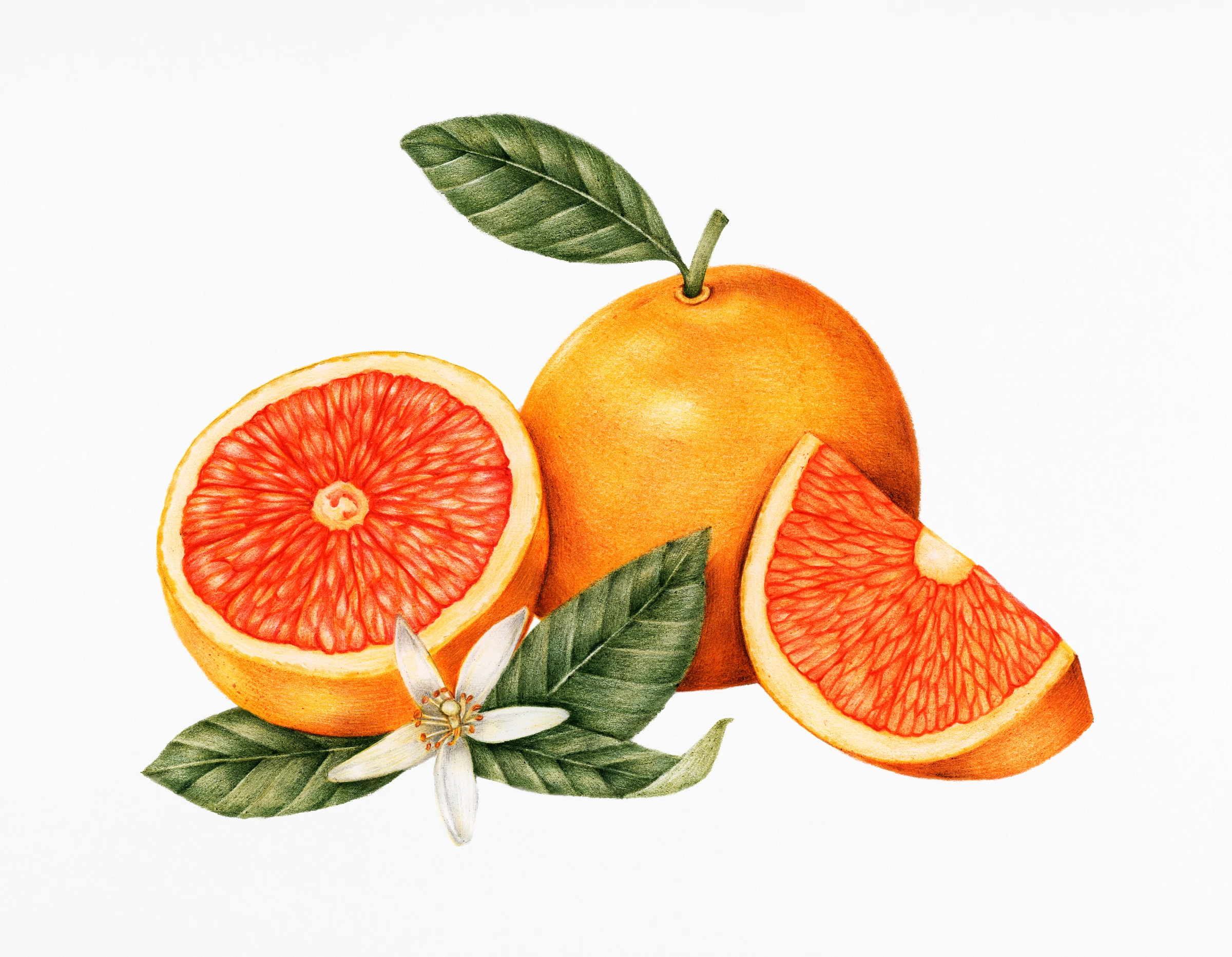 fruits495
