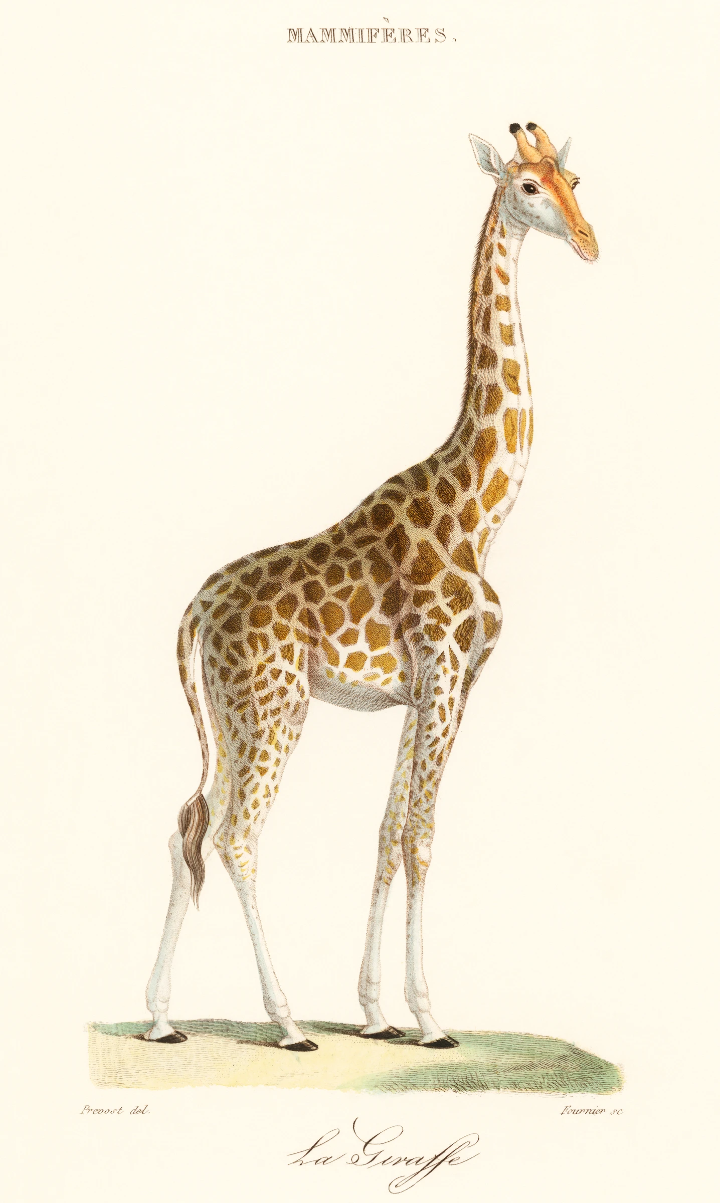 animals (190)