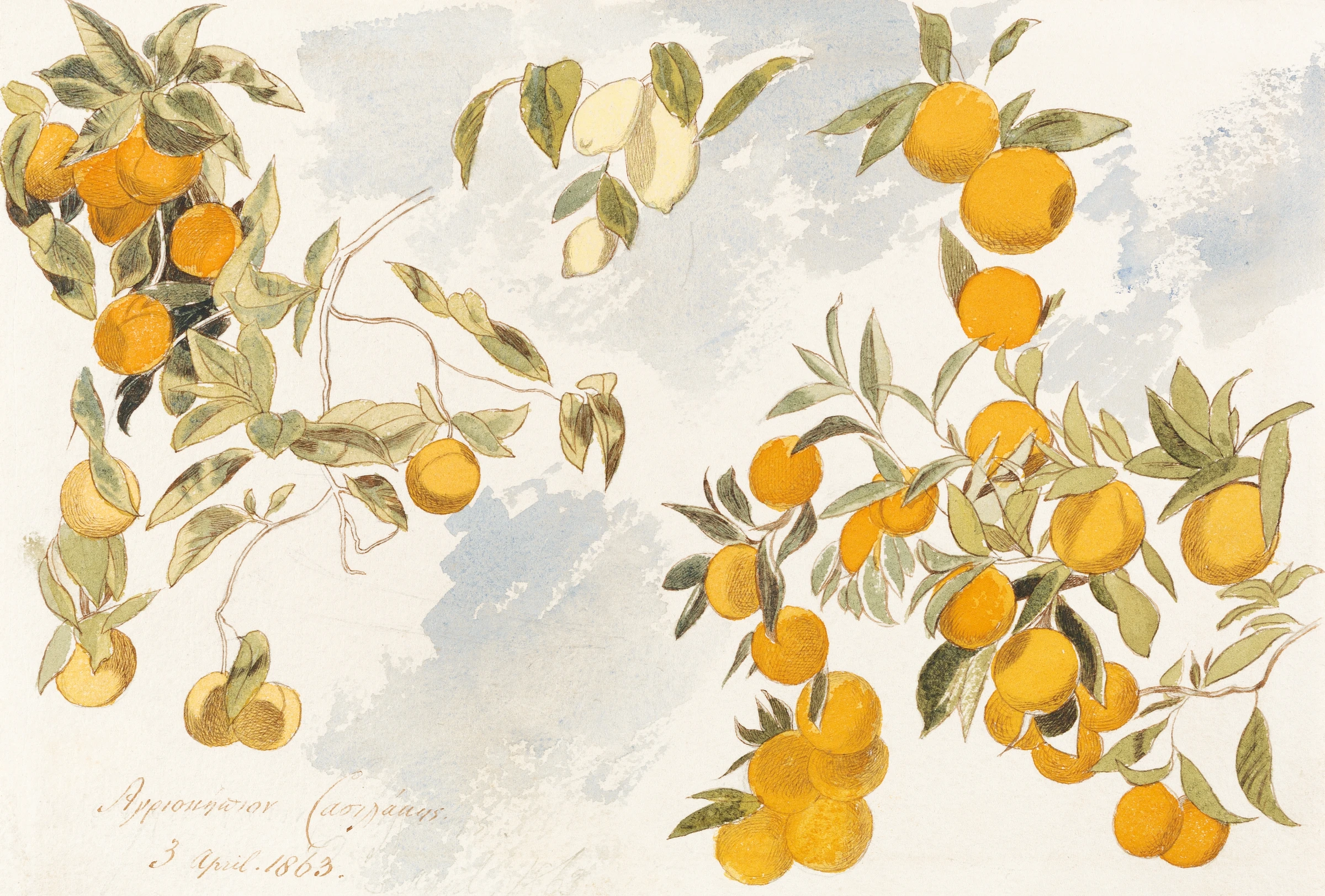 fruitss (159)