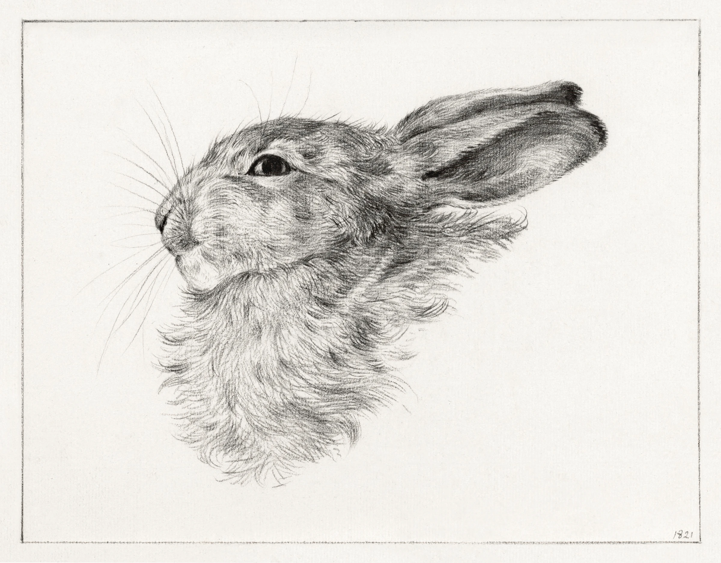 animals (36)
