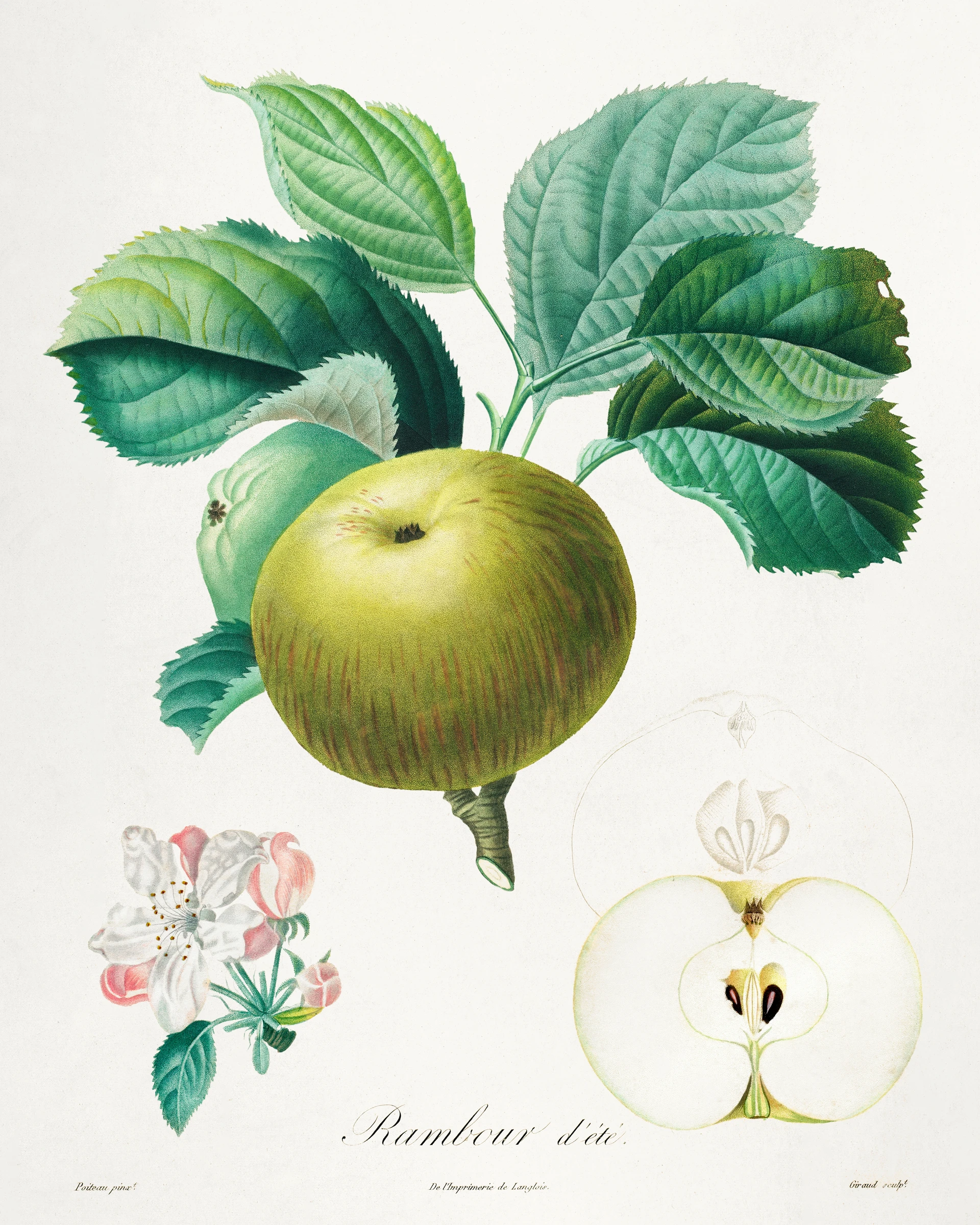 fruitss (18)