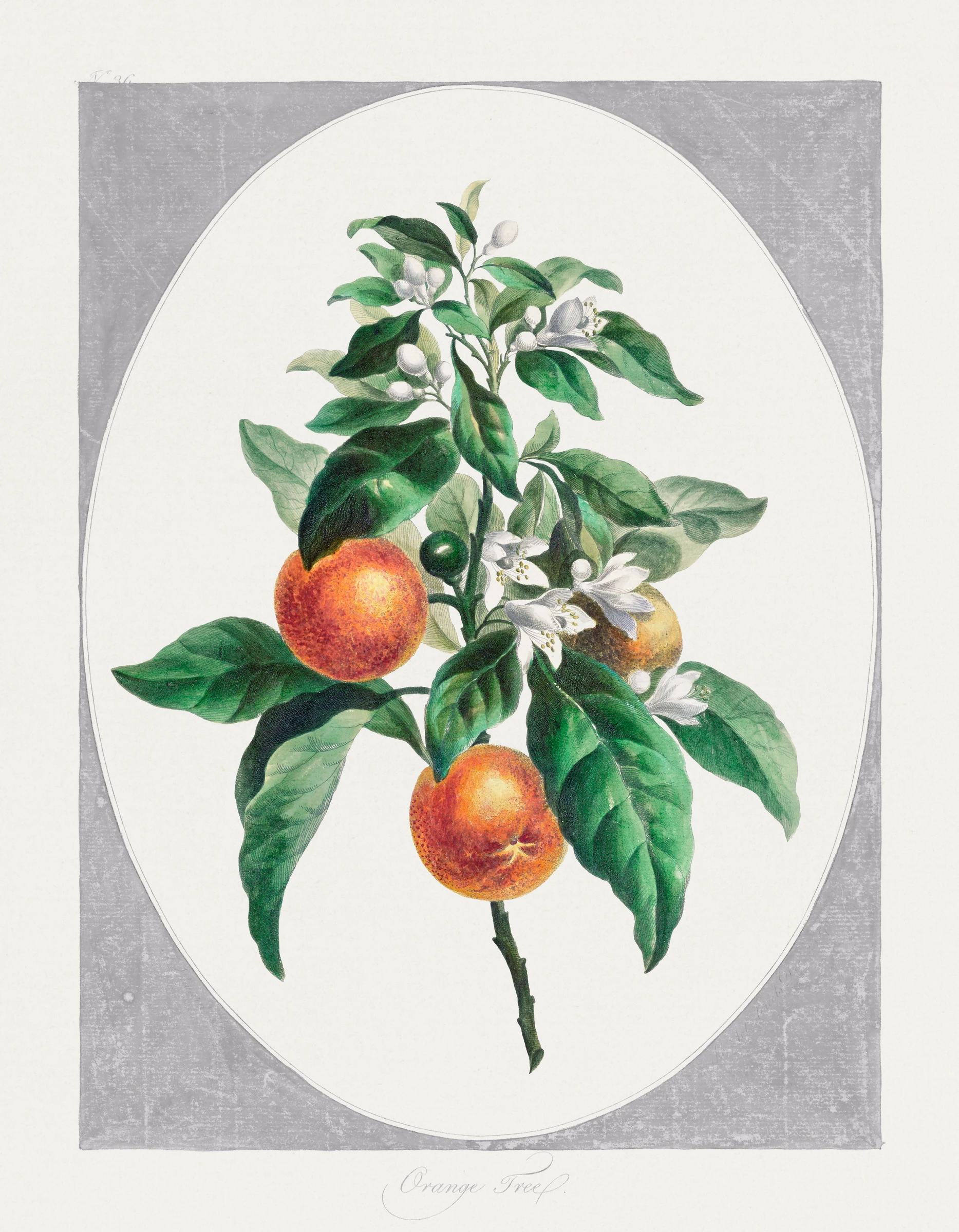 fruitss (22)