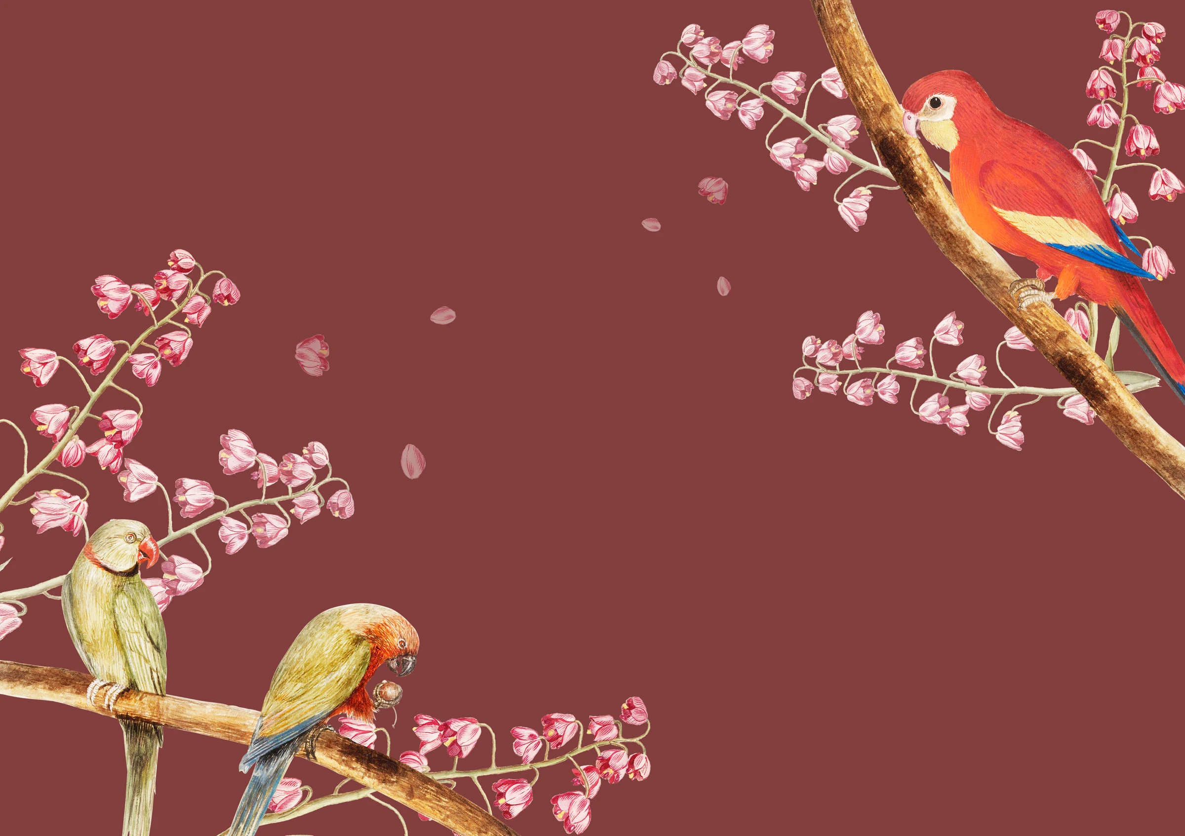 aanimals70
