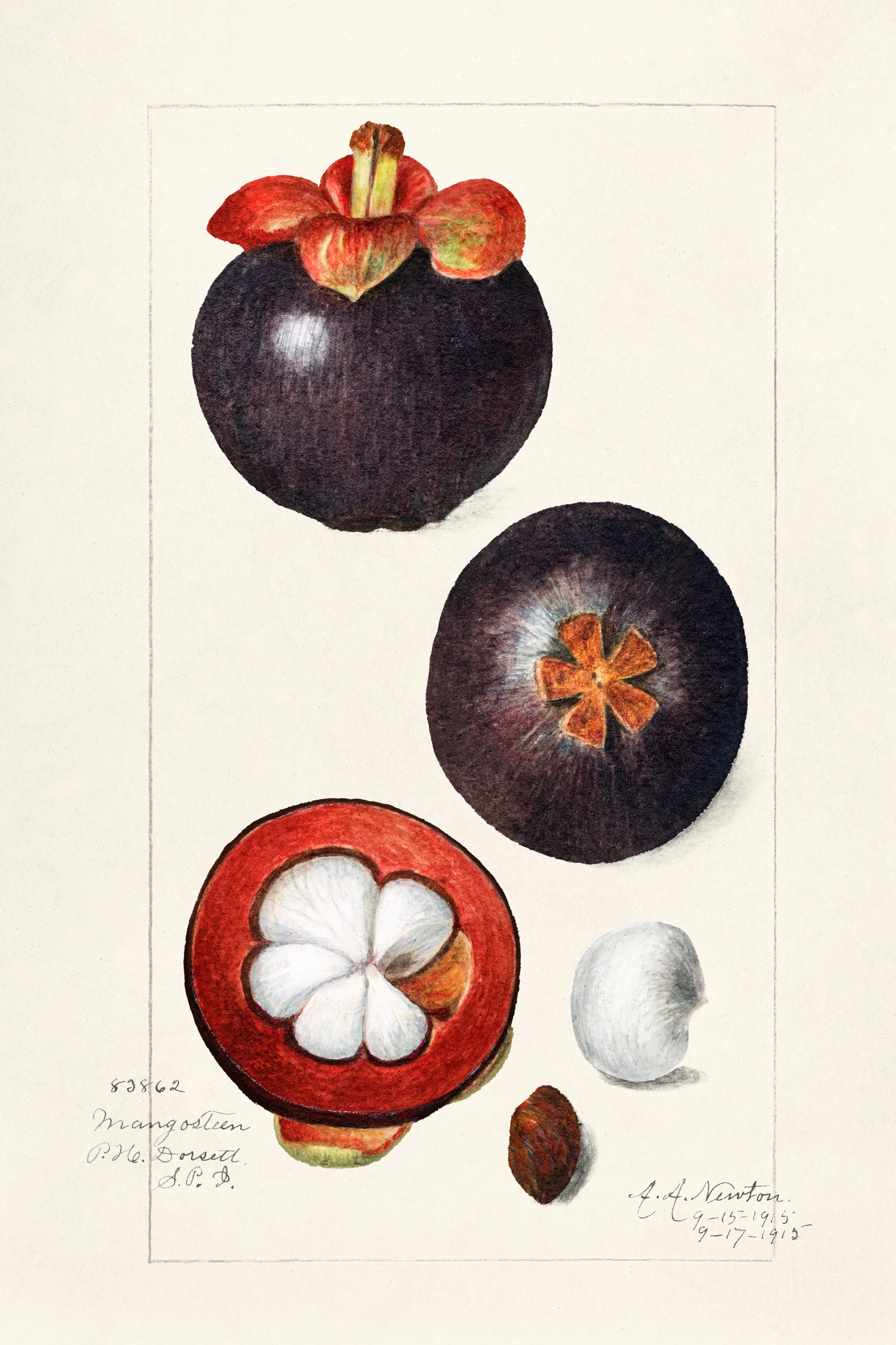 fruits467