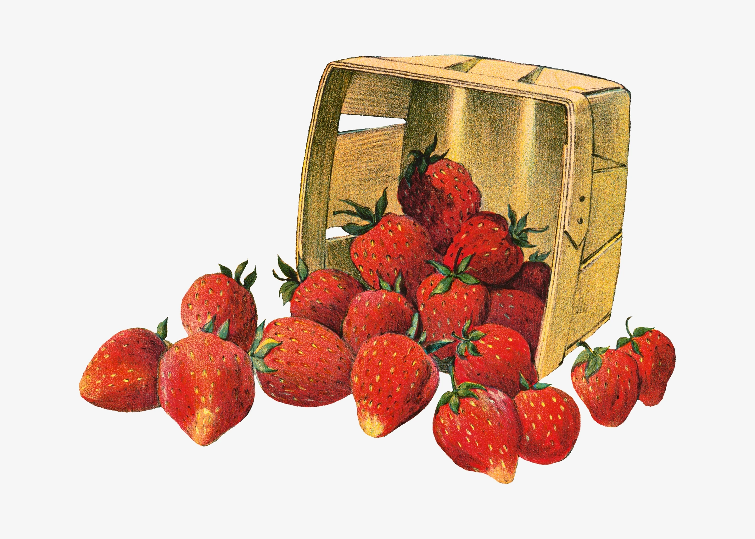 fruitss (174)