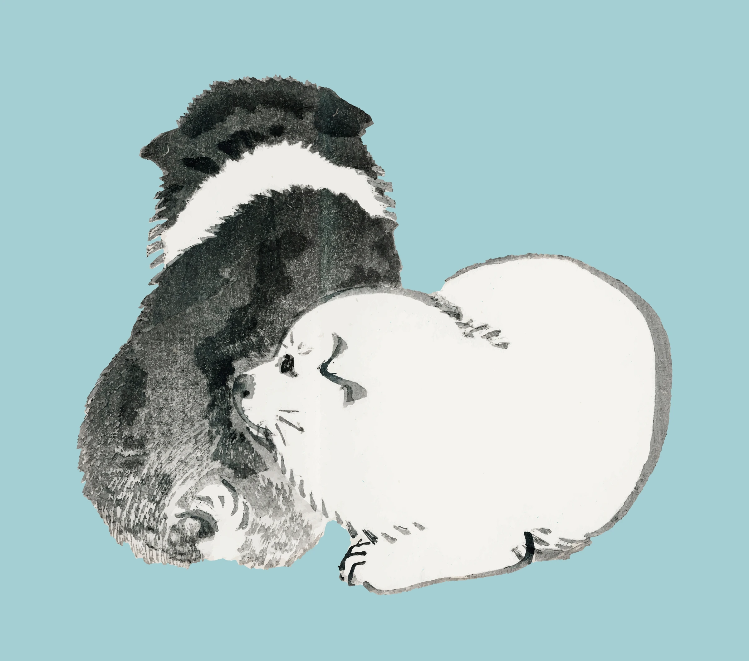 aanimals52