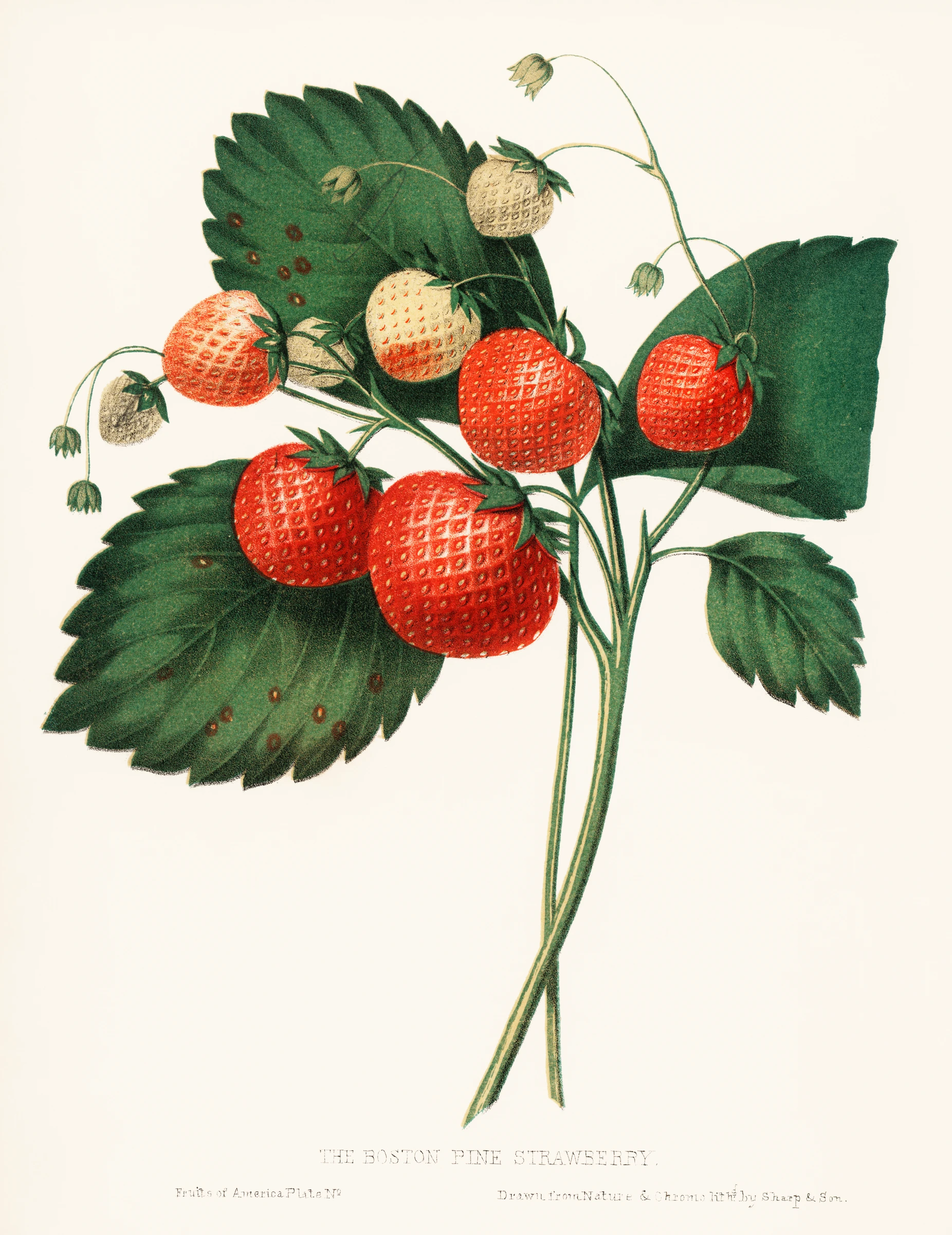 fruitss (227)