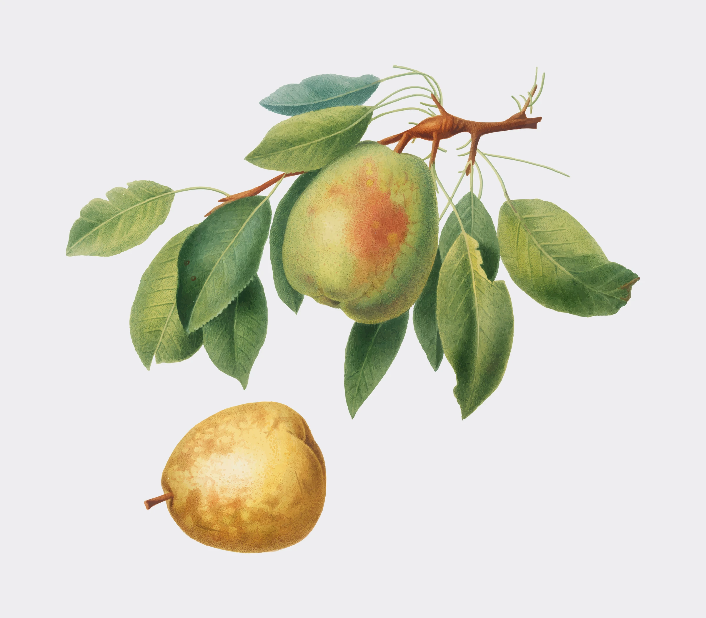 fruitss (233)