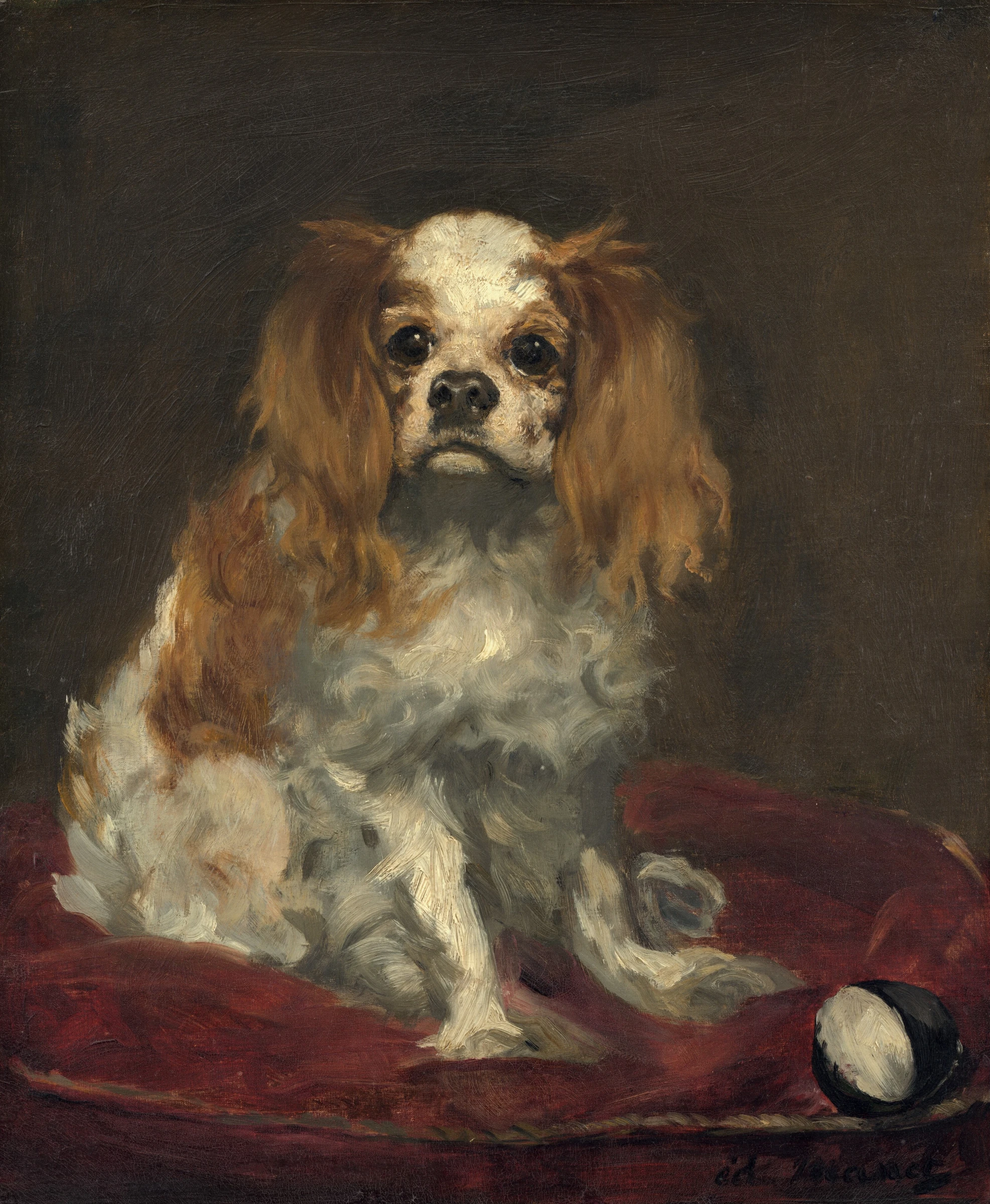 A King Charles Spaniel 1970.17.36